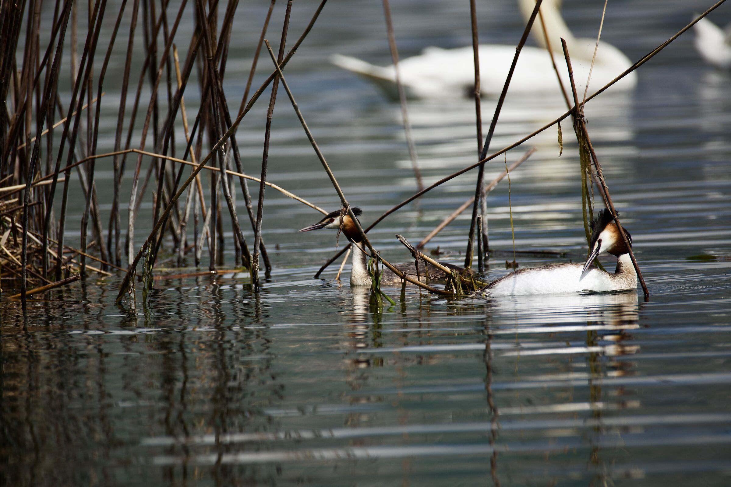 Great crested grebe