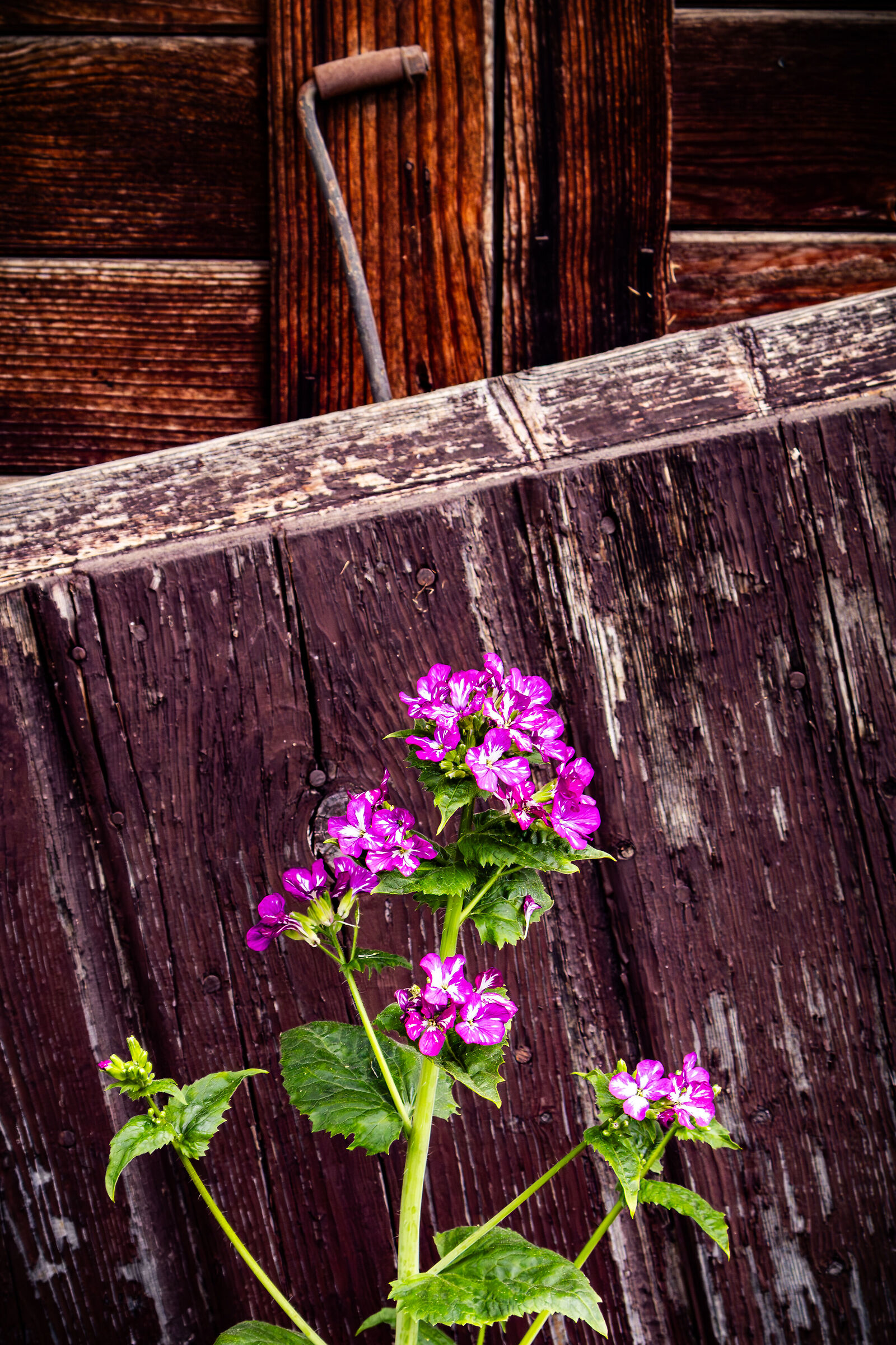 Weeds