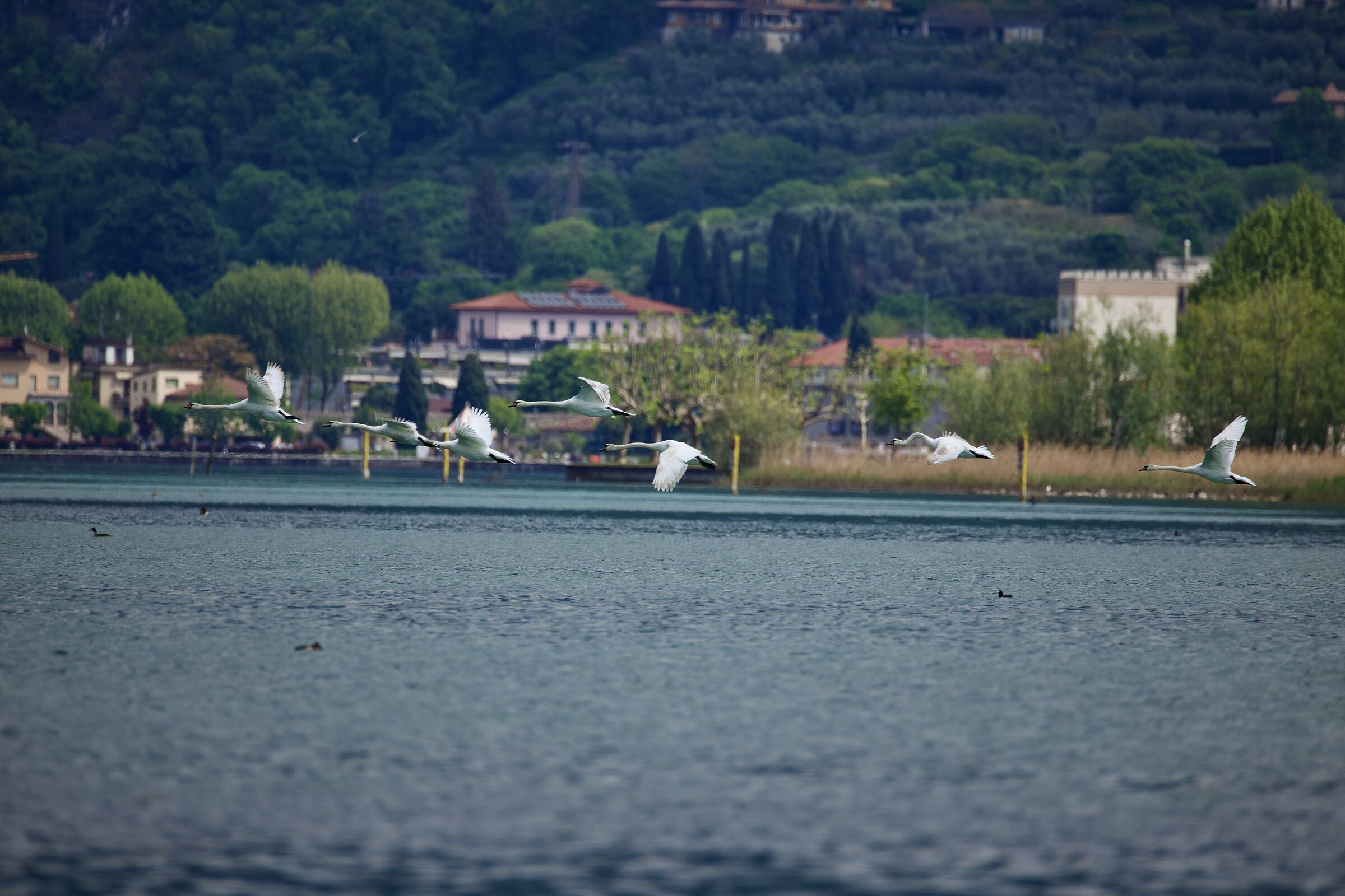 Swans in the race