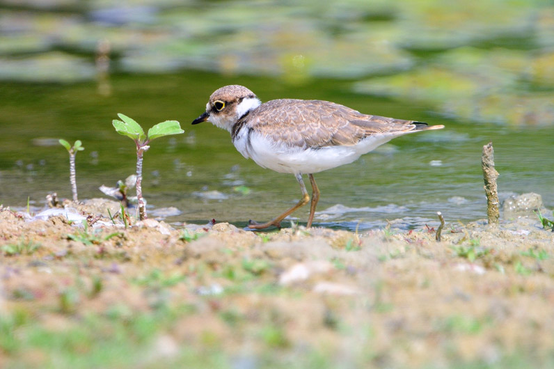 Little Ringed Plover