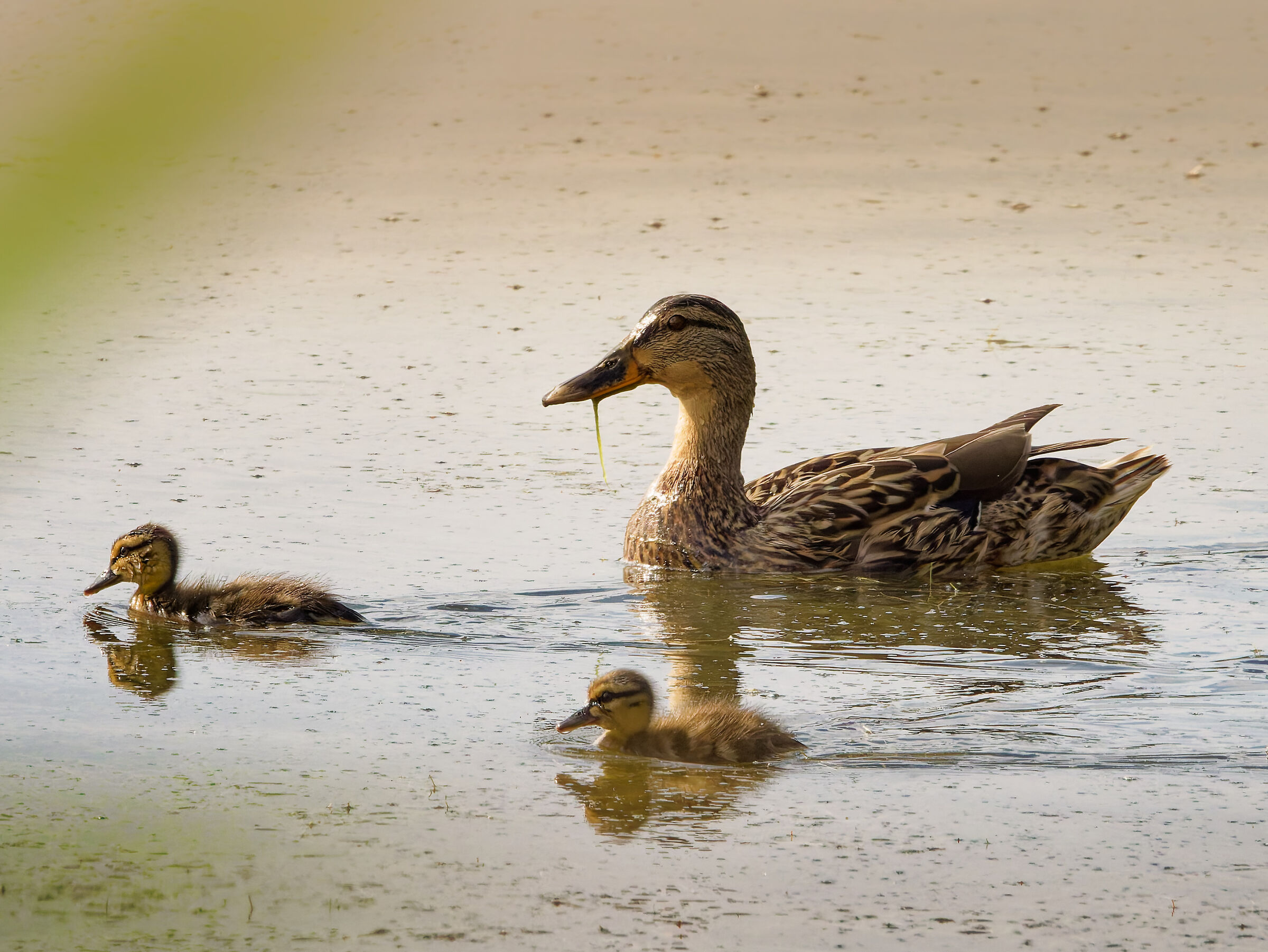 Female Mallard with ducklings