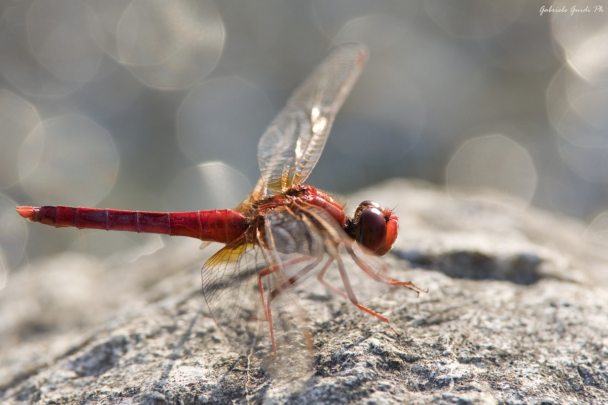 Libellula rossa e bokeh a sfere