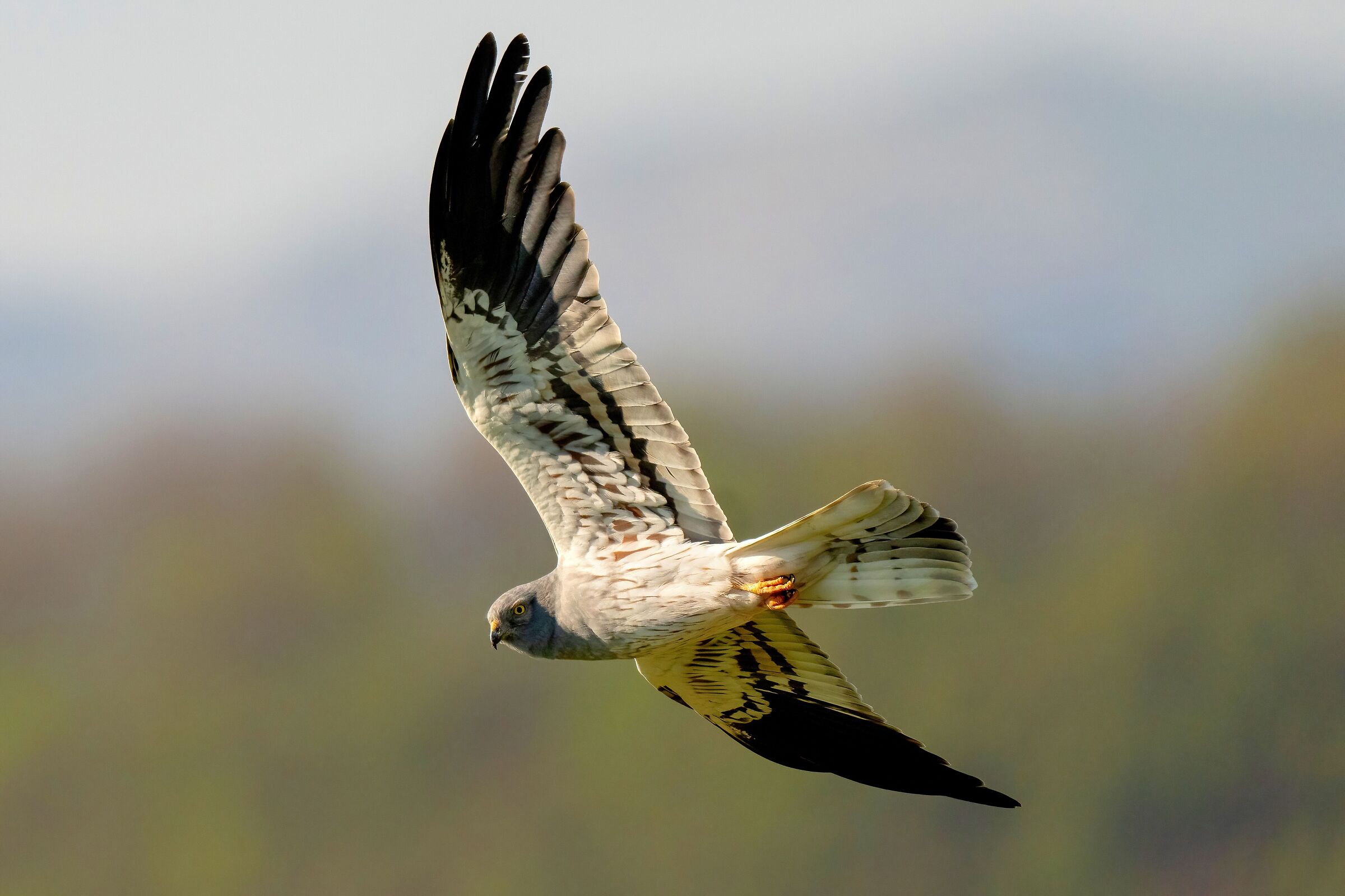 Montagu's Harrier (Circus pygargus) - male