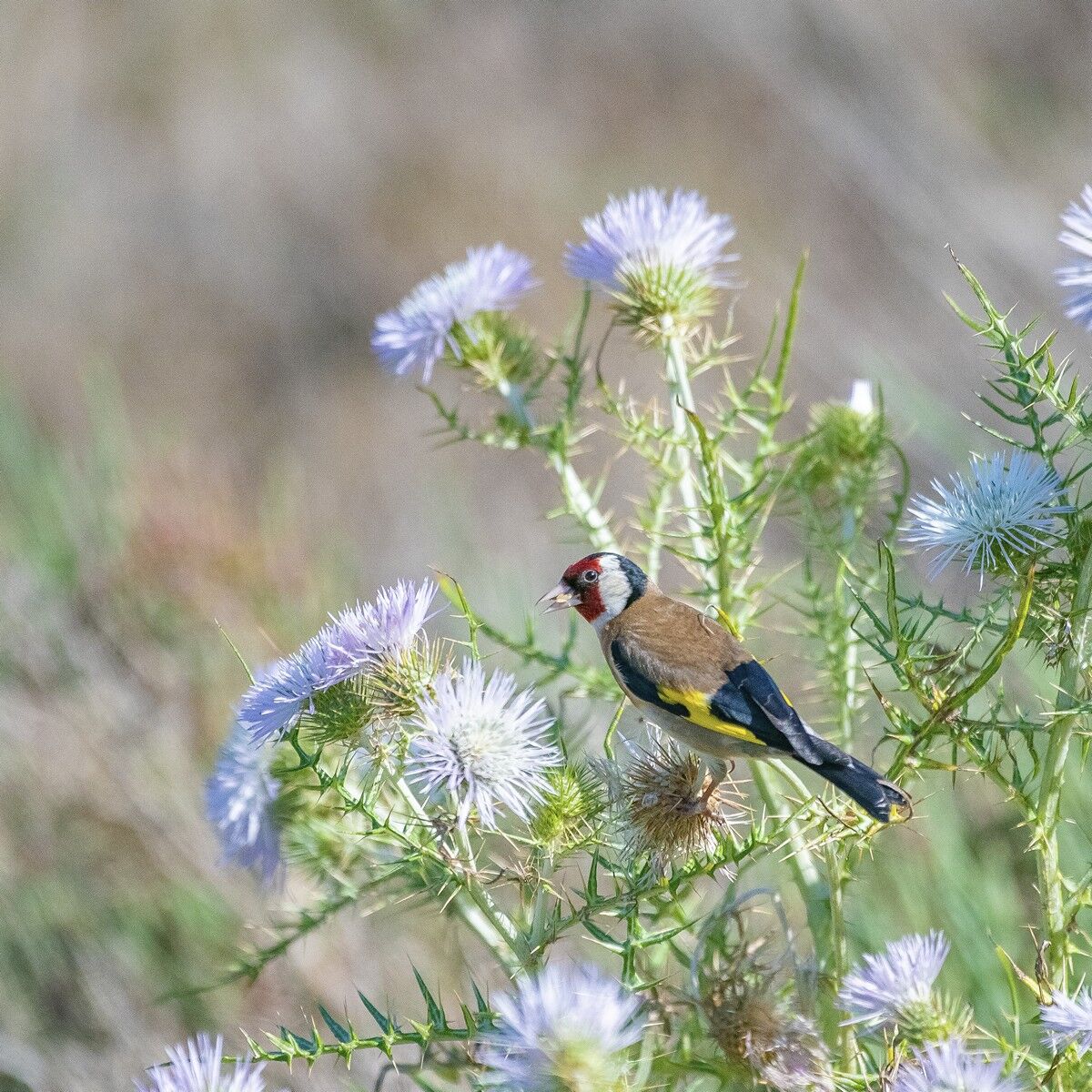 Thistle and linen