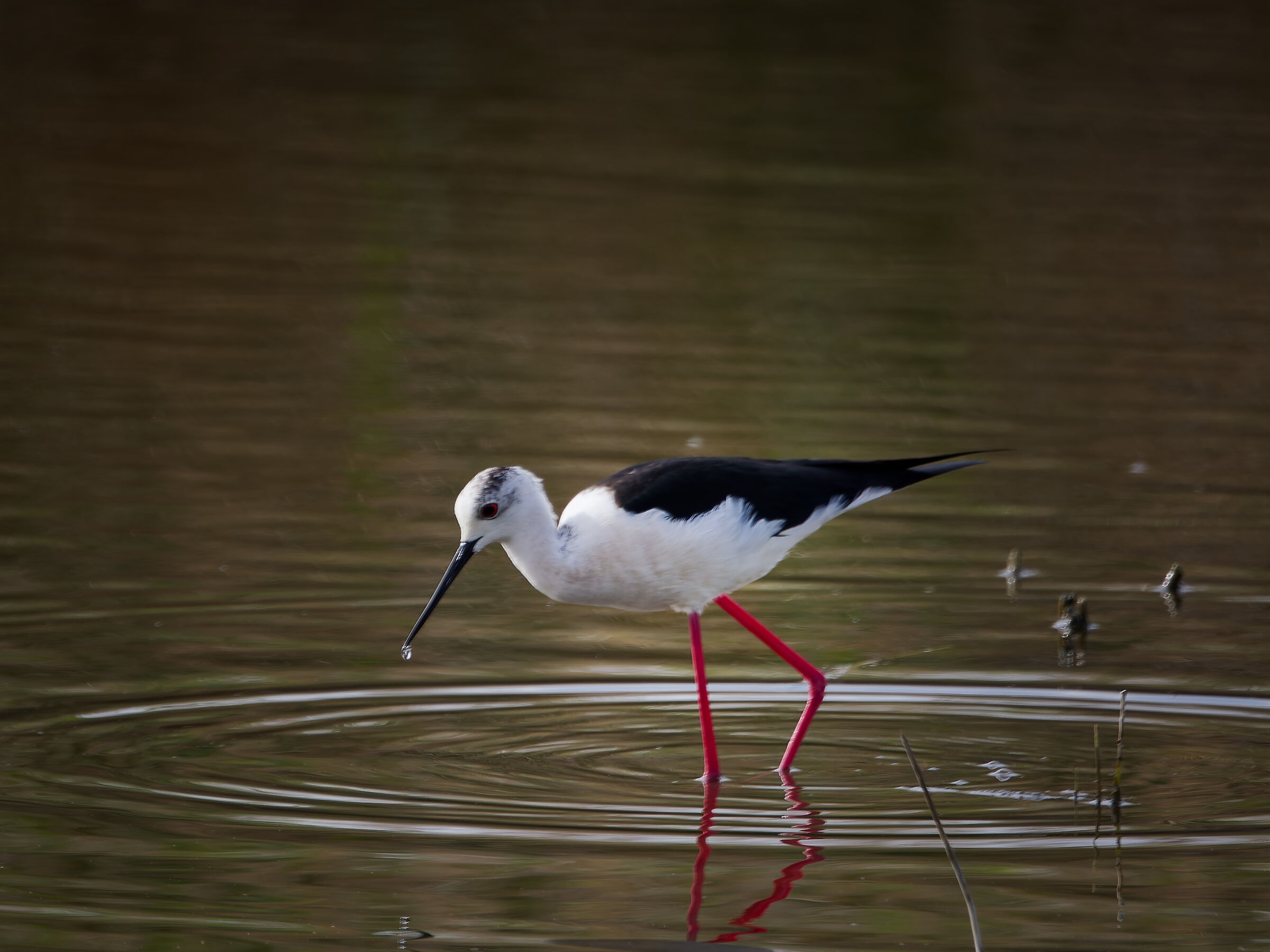 Black-winged Stilt