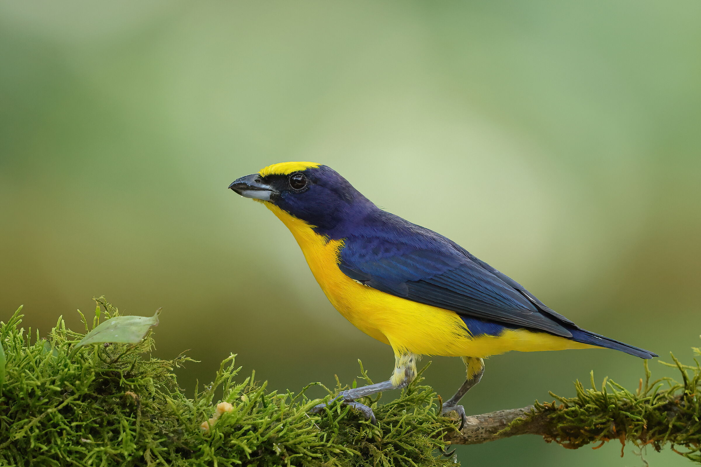 Strong-billed euphony