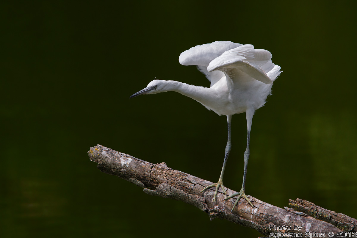 Testing wings ...... all OK fit for flight
