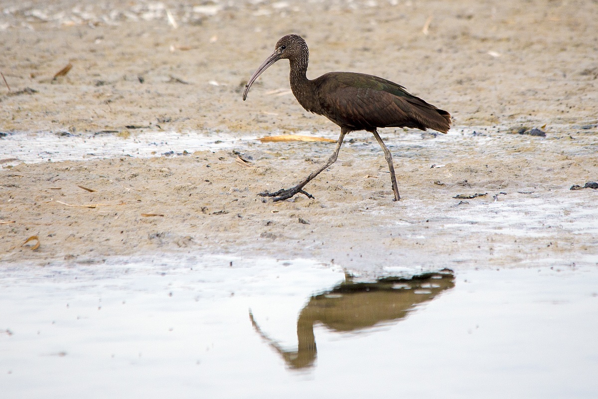 Glossy Ibis