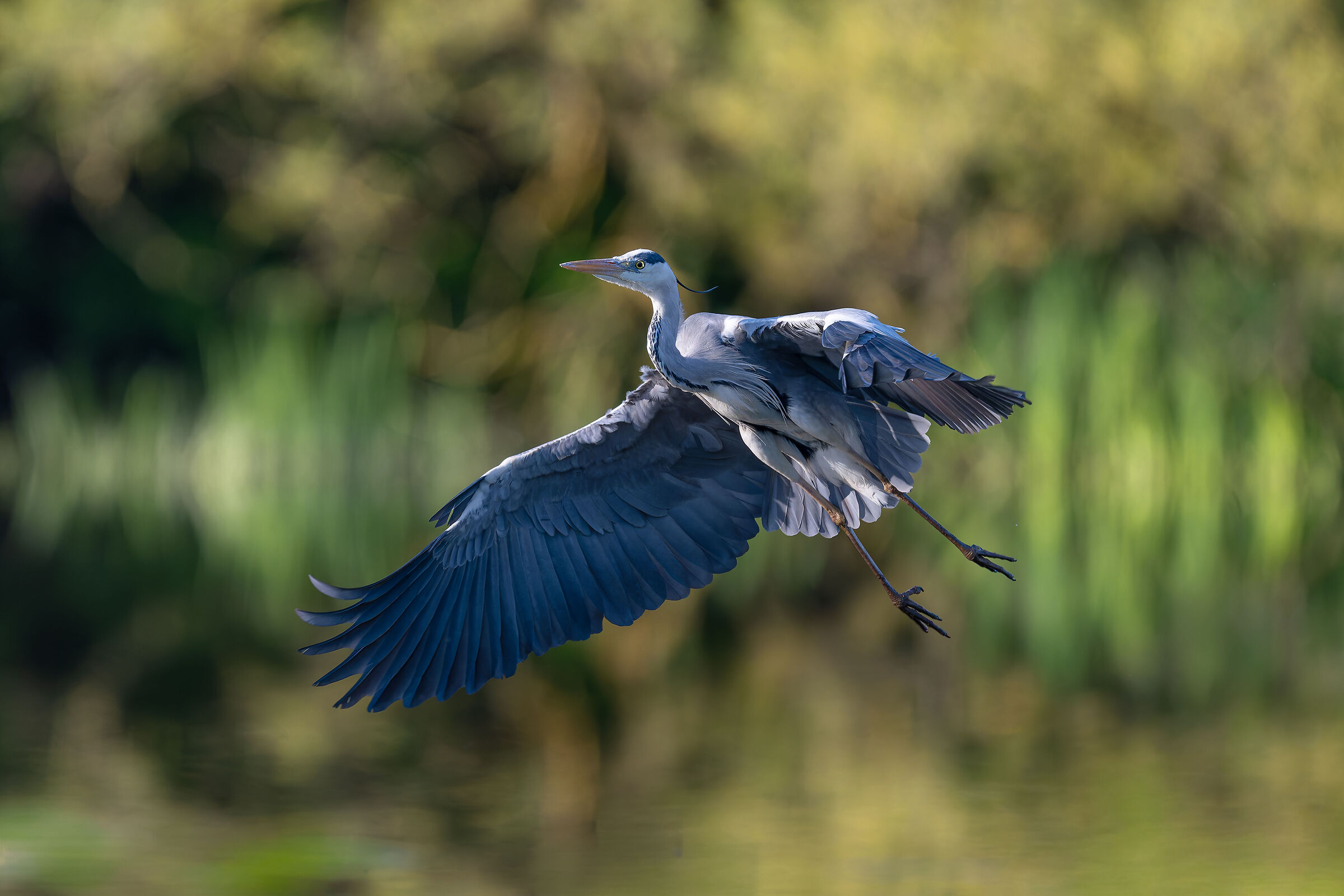 Grey Heron -Pesio Valley- Piedmont