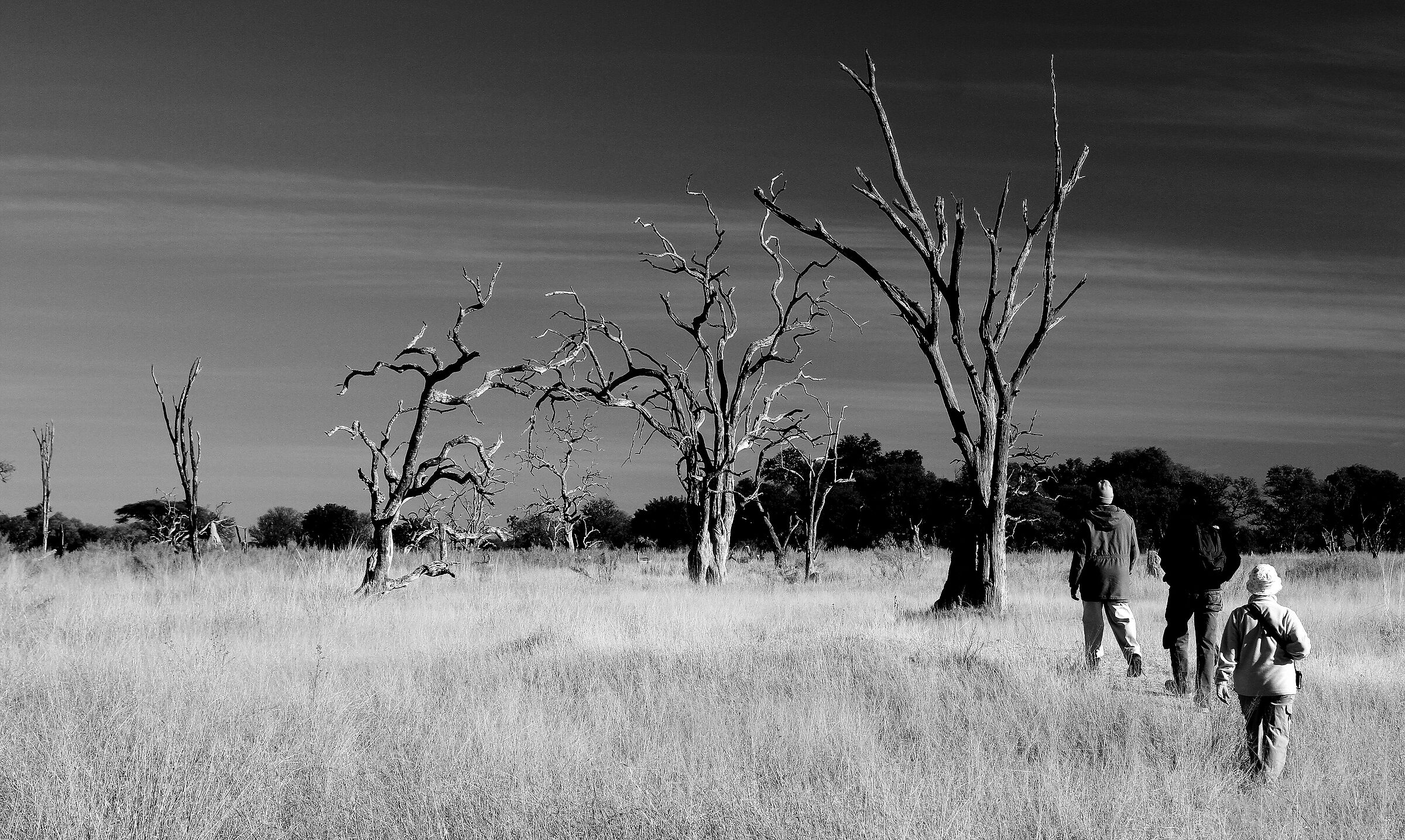 Elefanti , Botswana