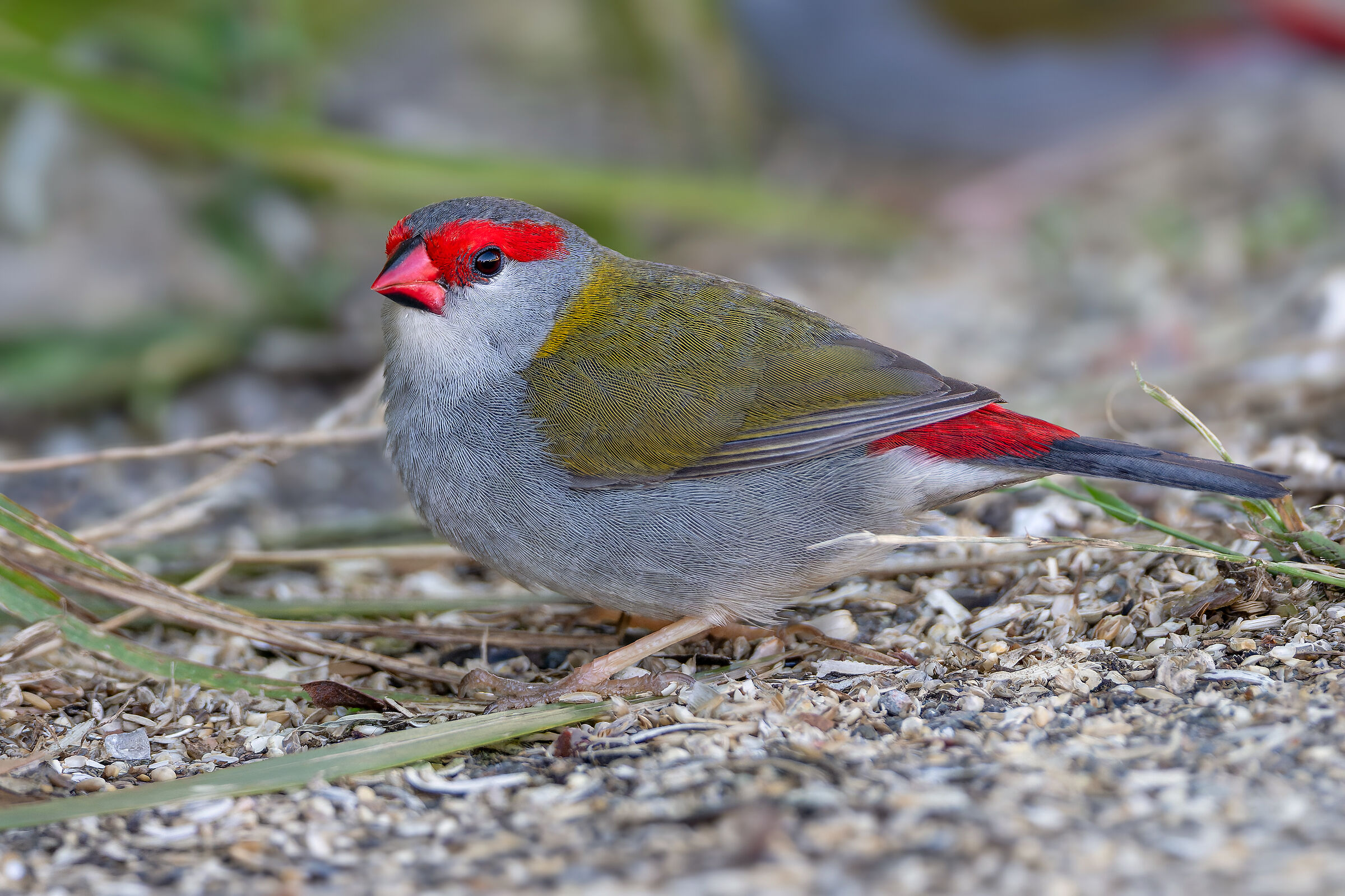 Red-Eyelash Diamond (Neochmia temporalis)