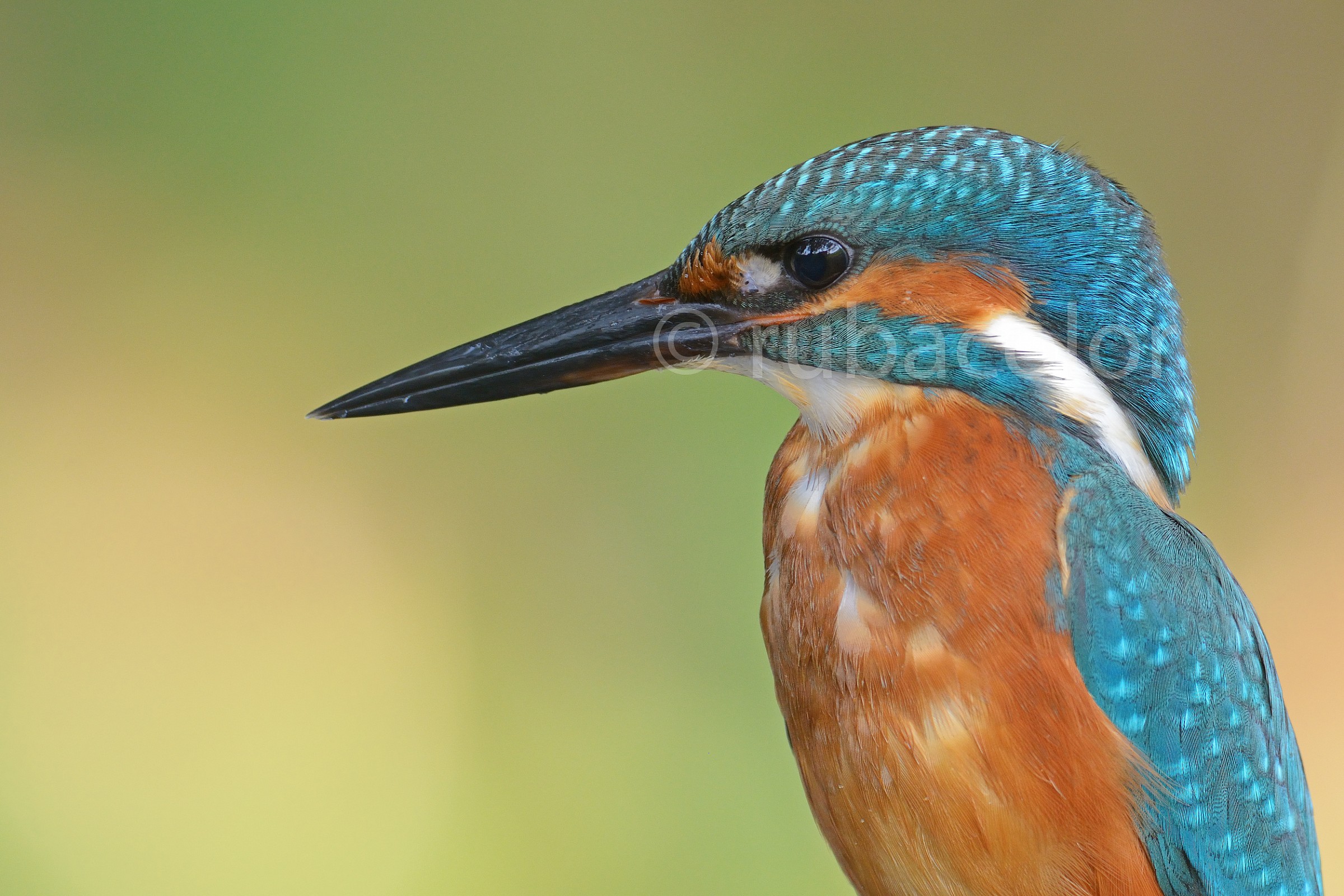 Il profilo di Filippo