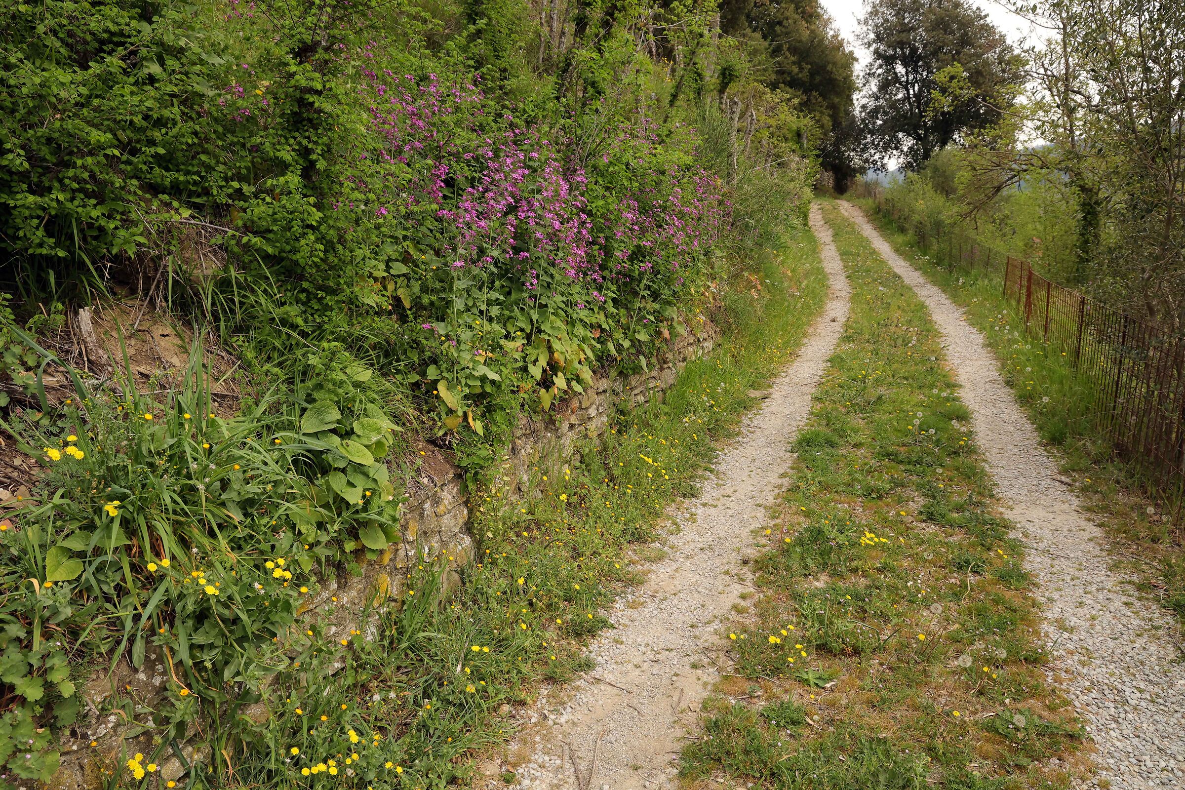 Passeggiata sopra Cortona