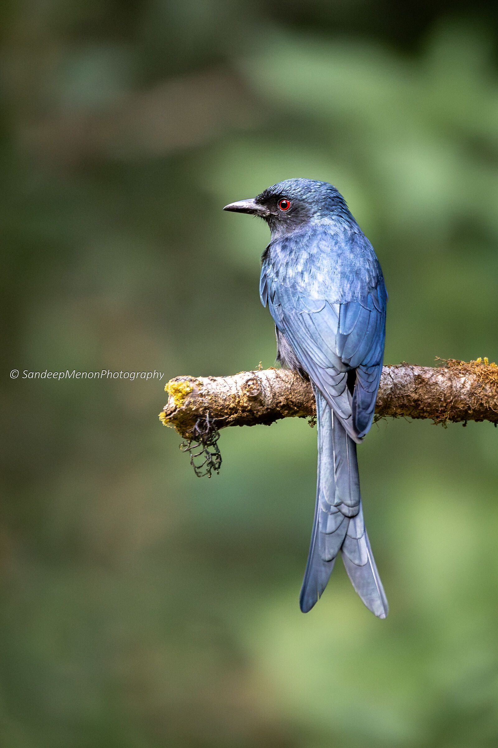 Drongo Bronzato