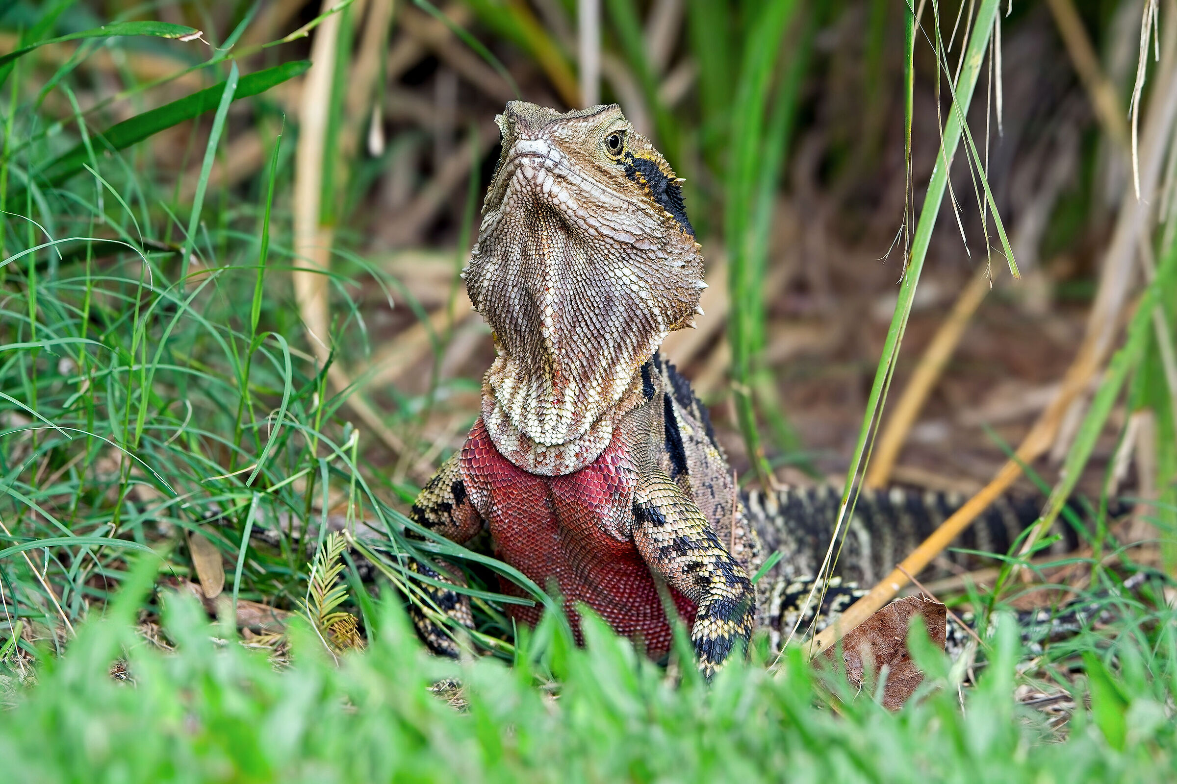Australian Water Dragon