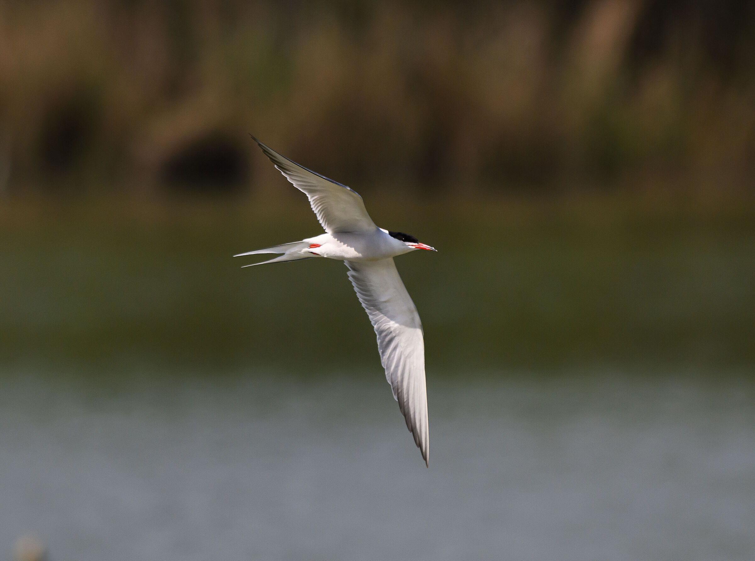 Tern