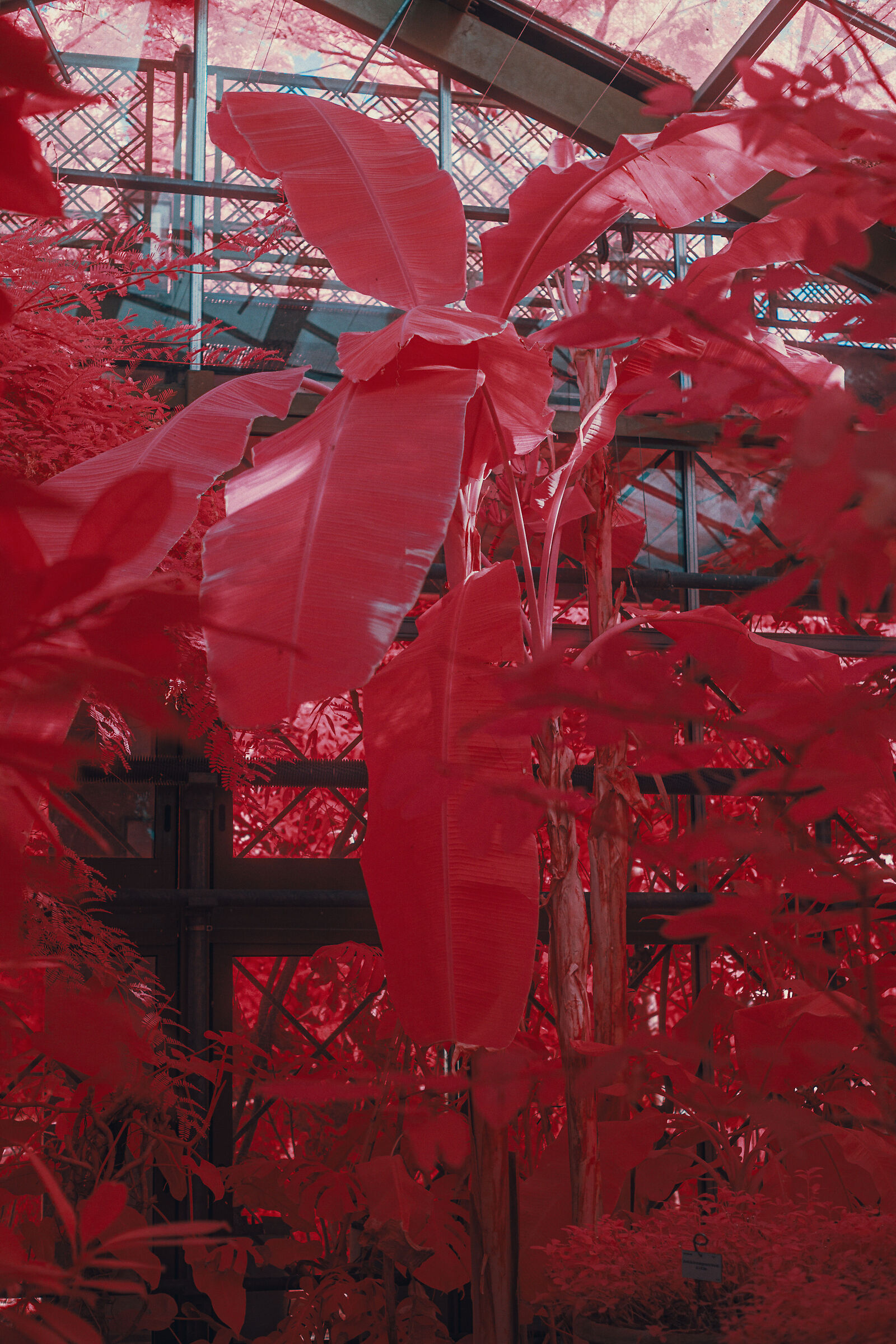 Crimson Eden