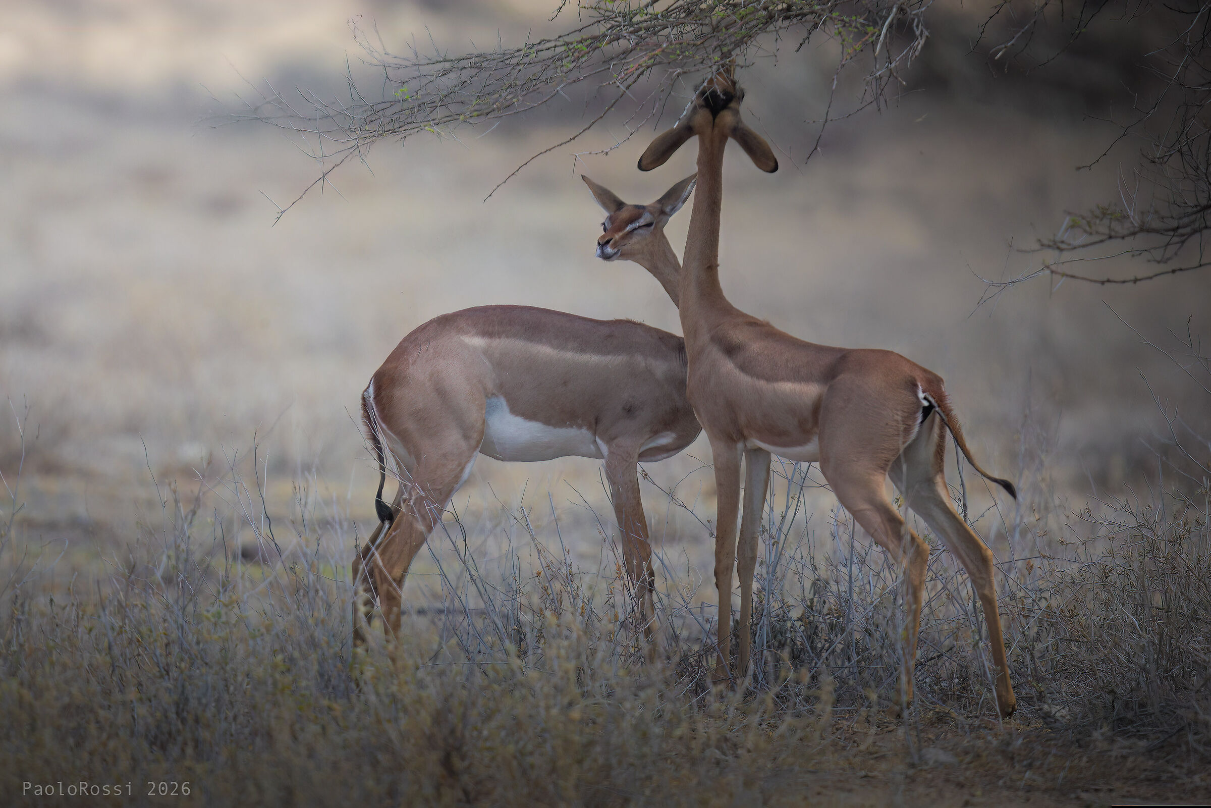 Giraffe gazelle...