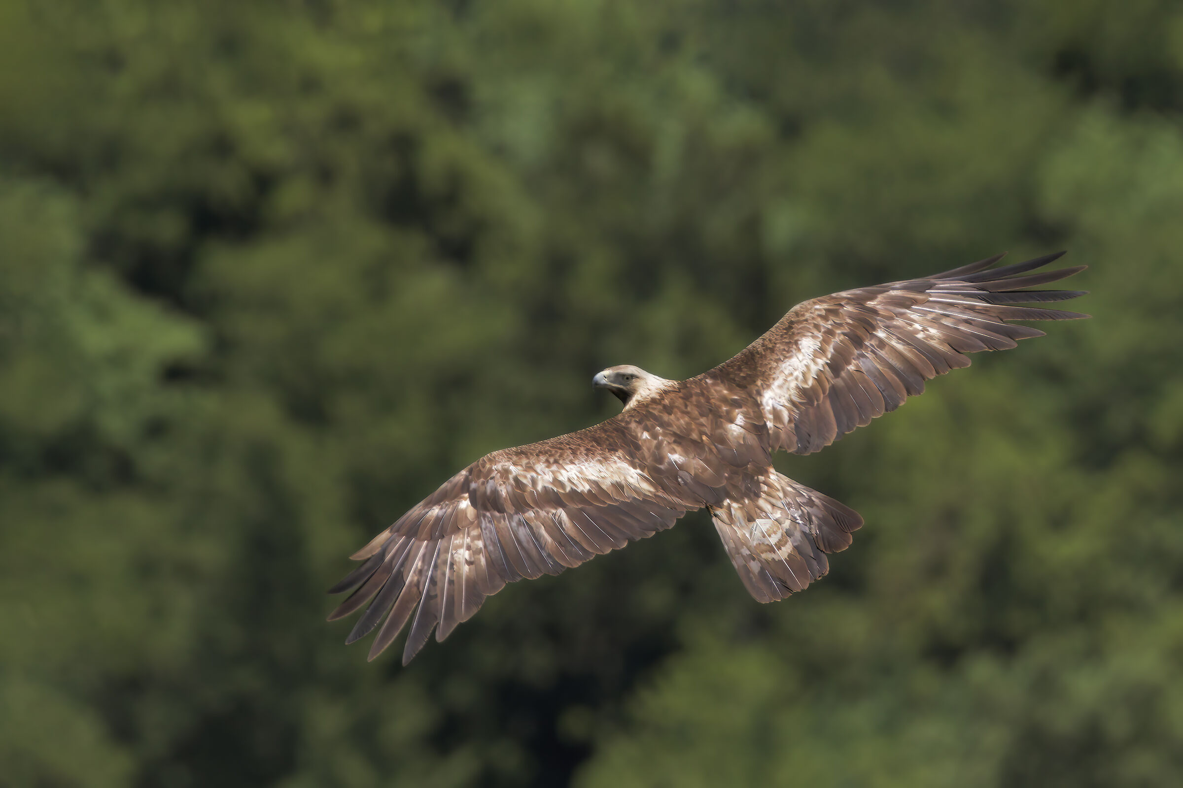 Golden eagle