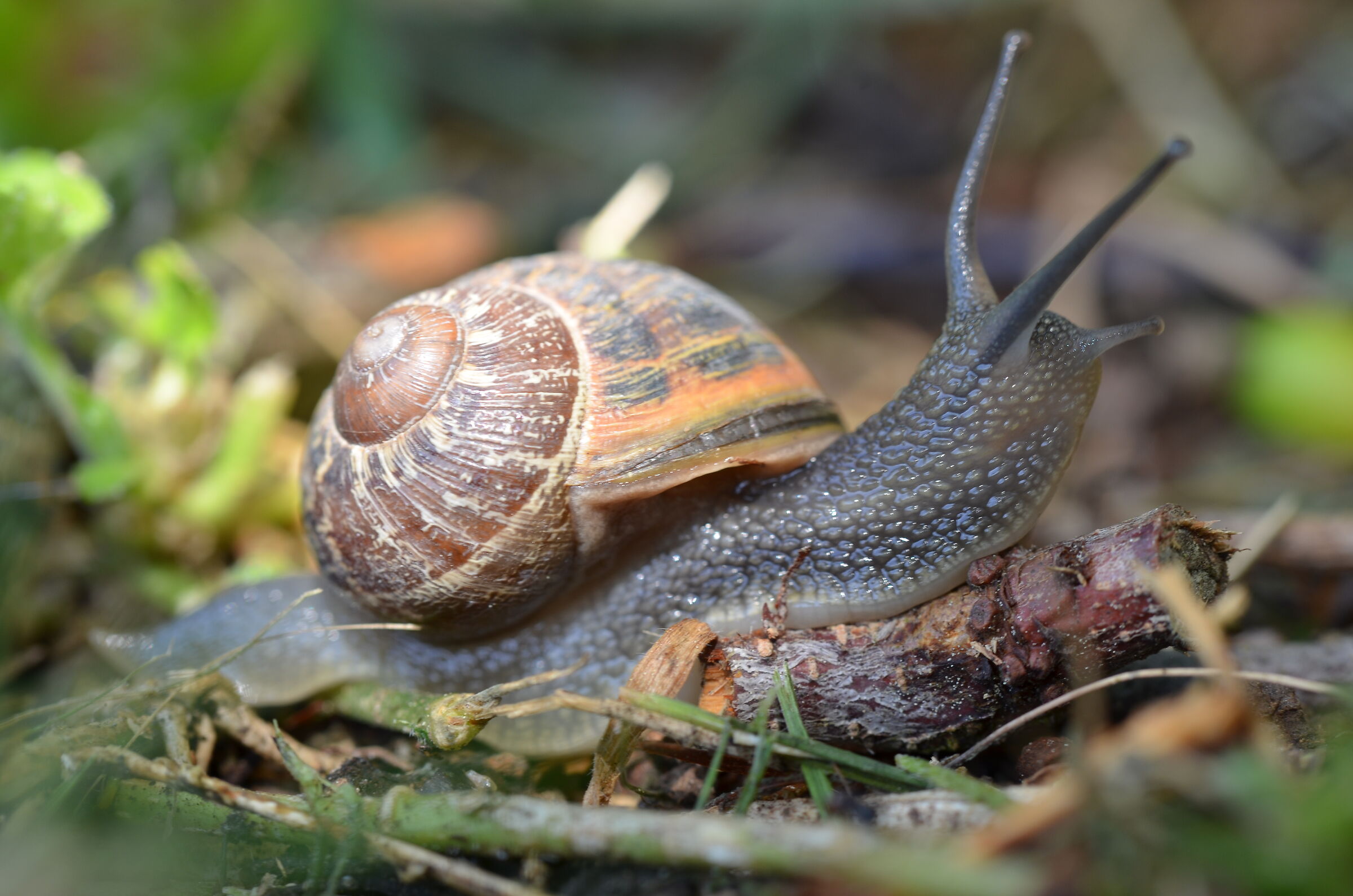 Snail