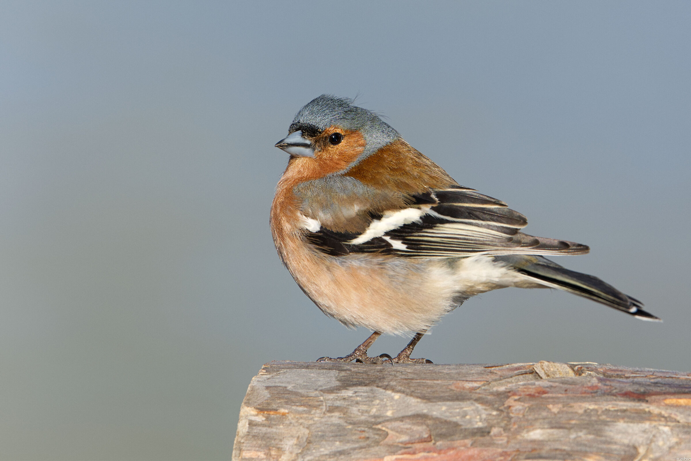Finch