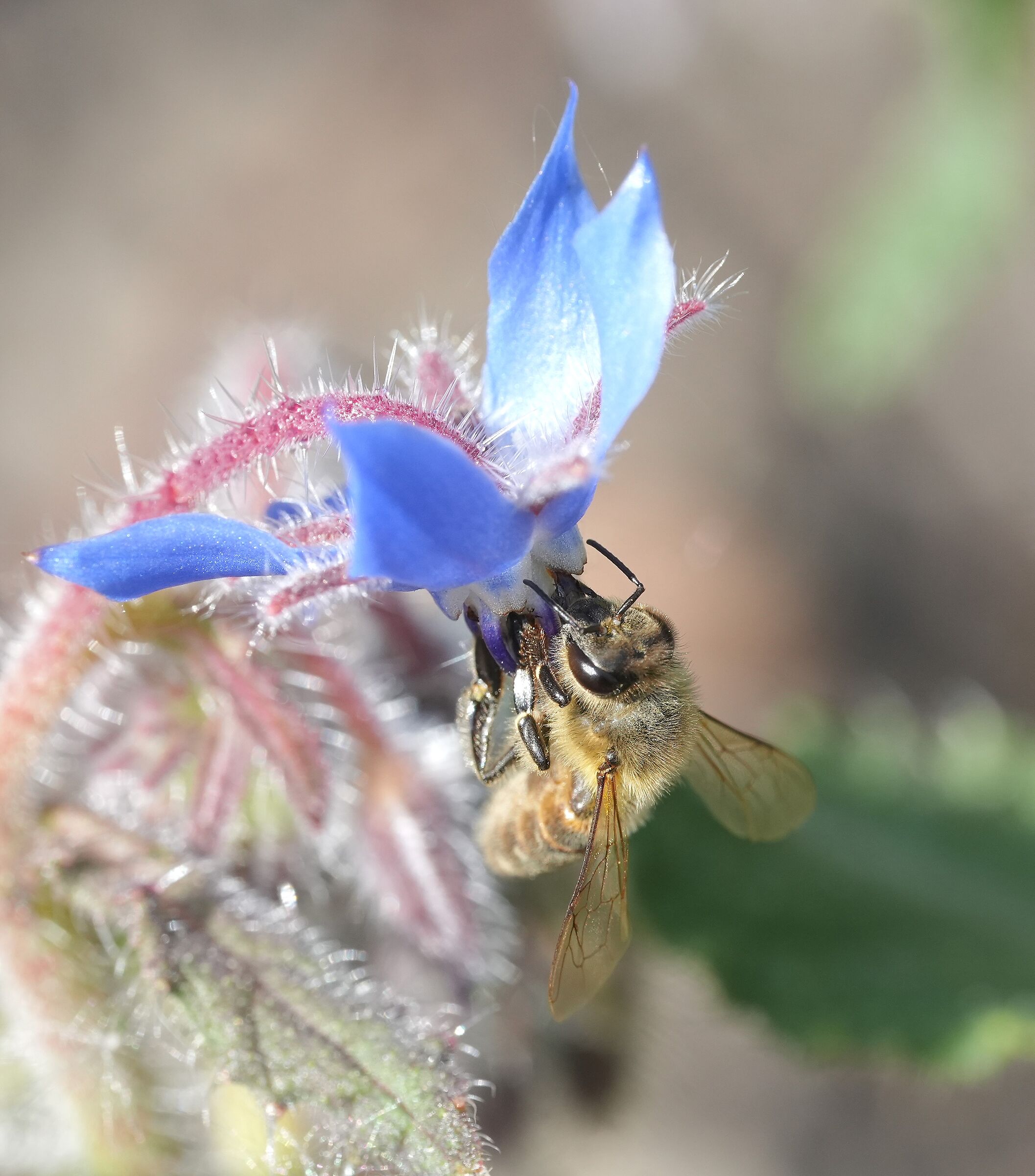 Sui fiori di Borragine