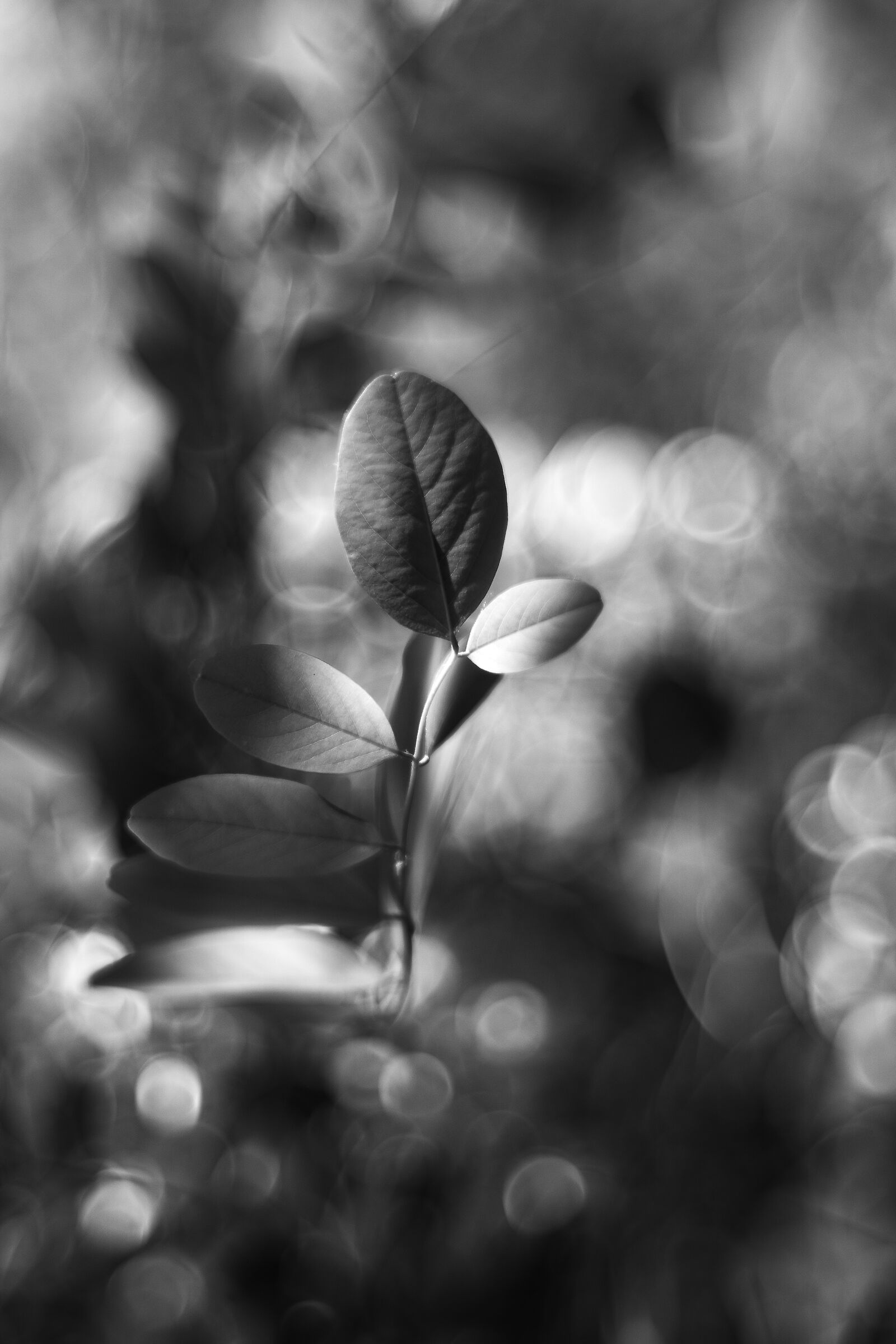 Leaves with Bubbles