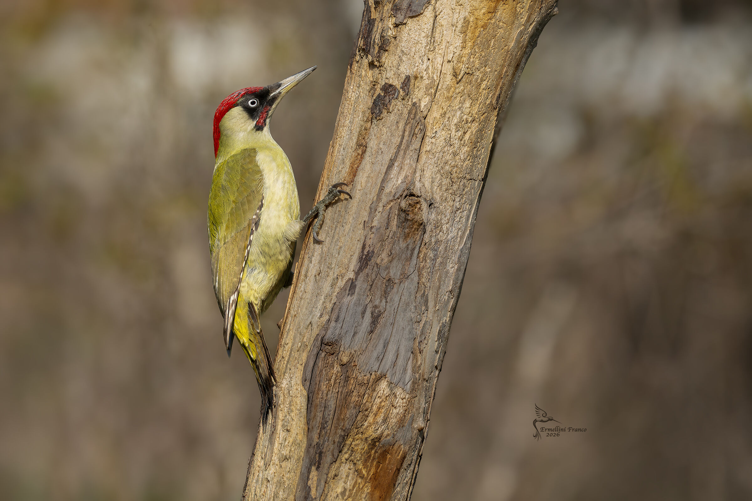 Green woodpecker
