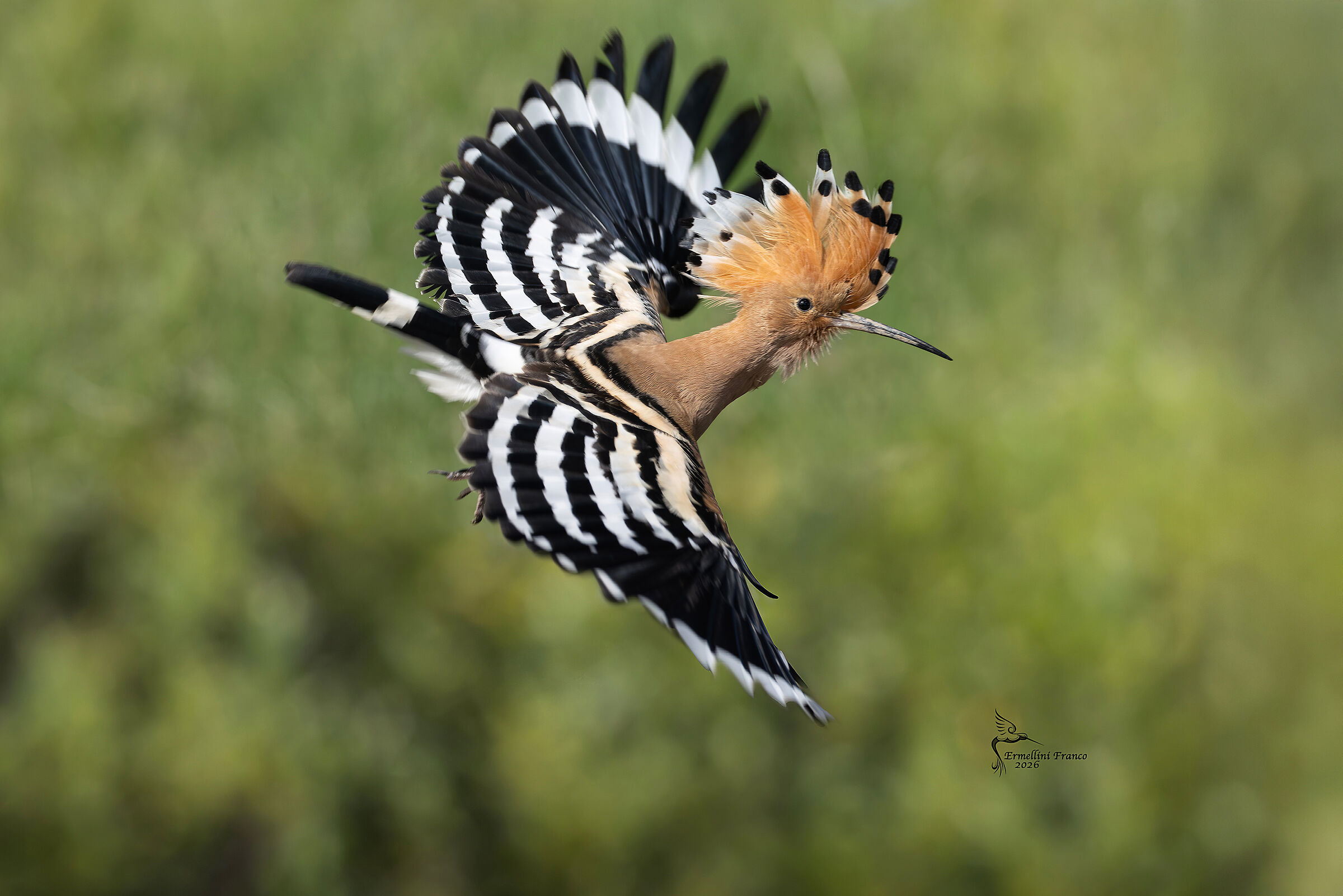 Hoopoe