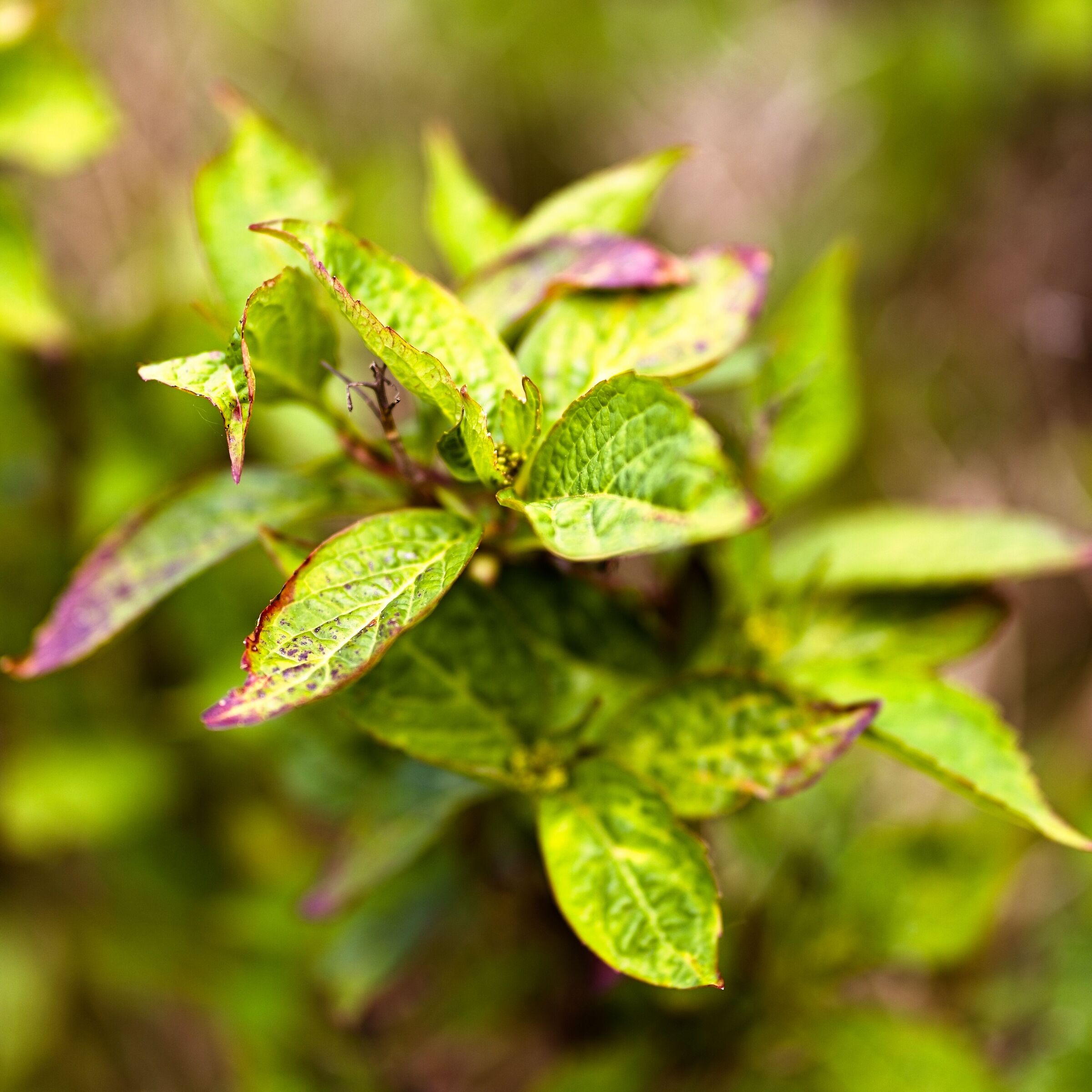 Hydrangea greenery
