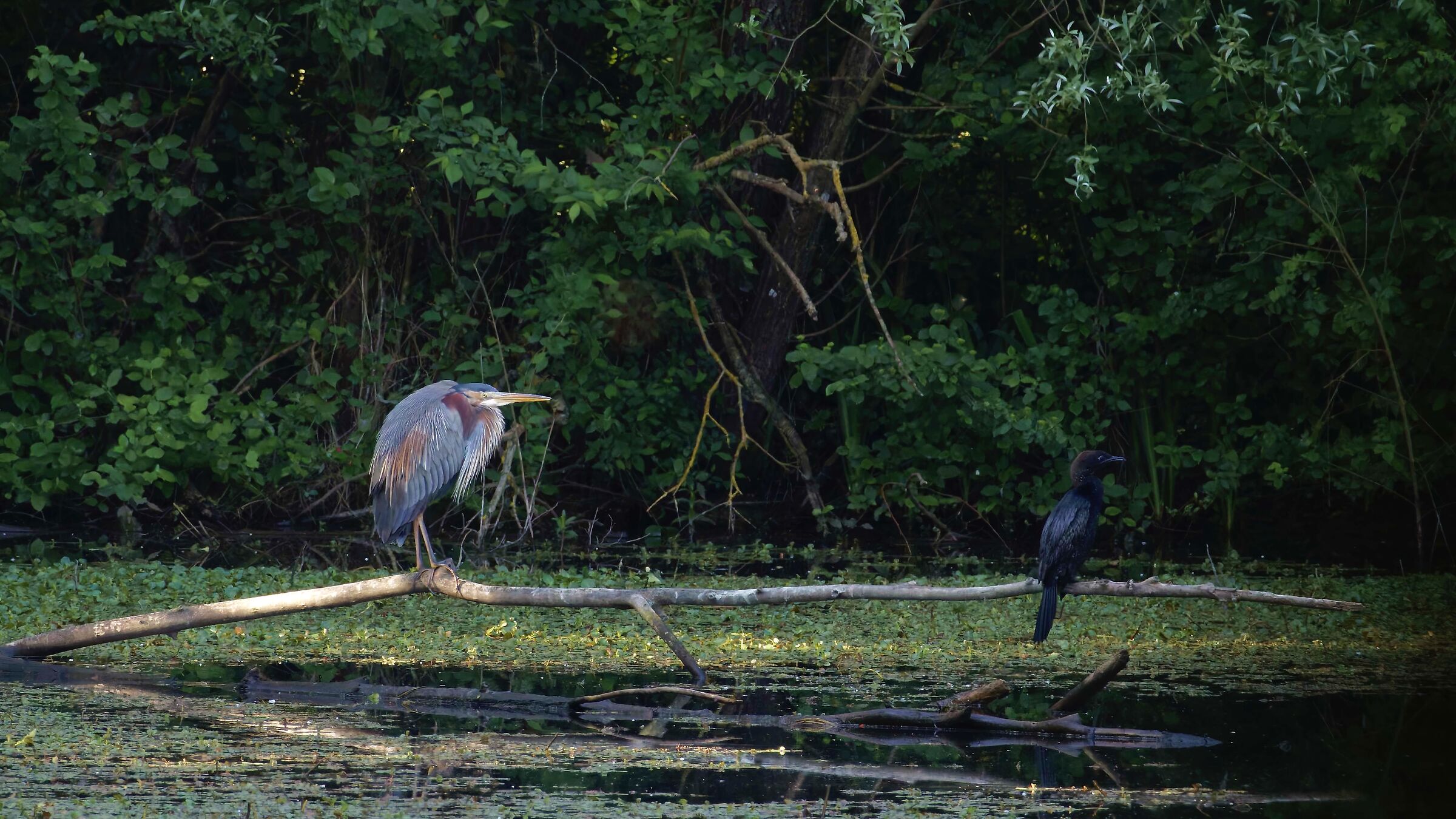 The odd couple