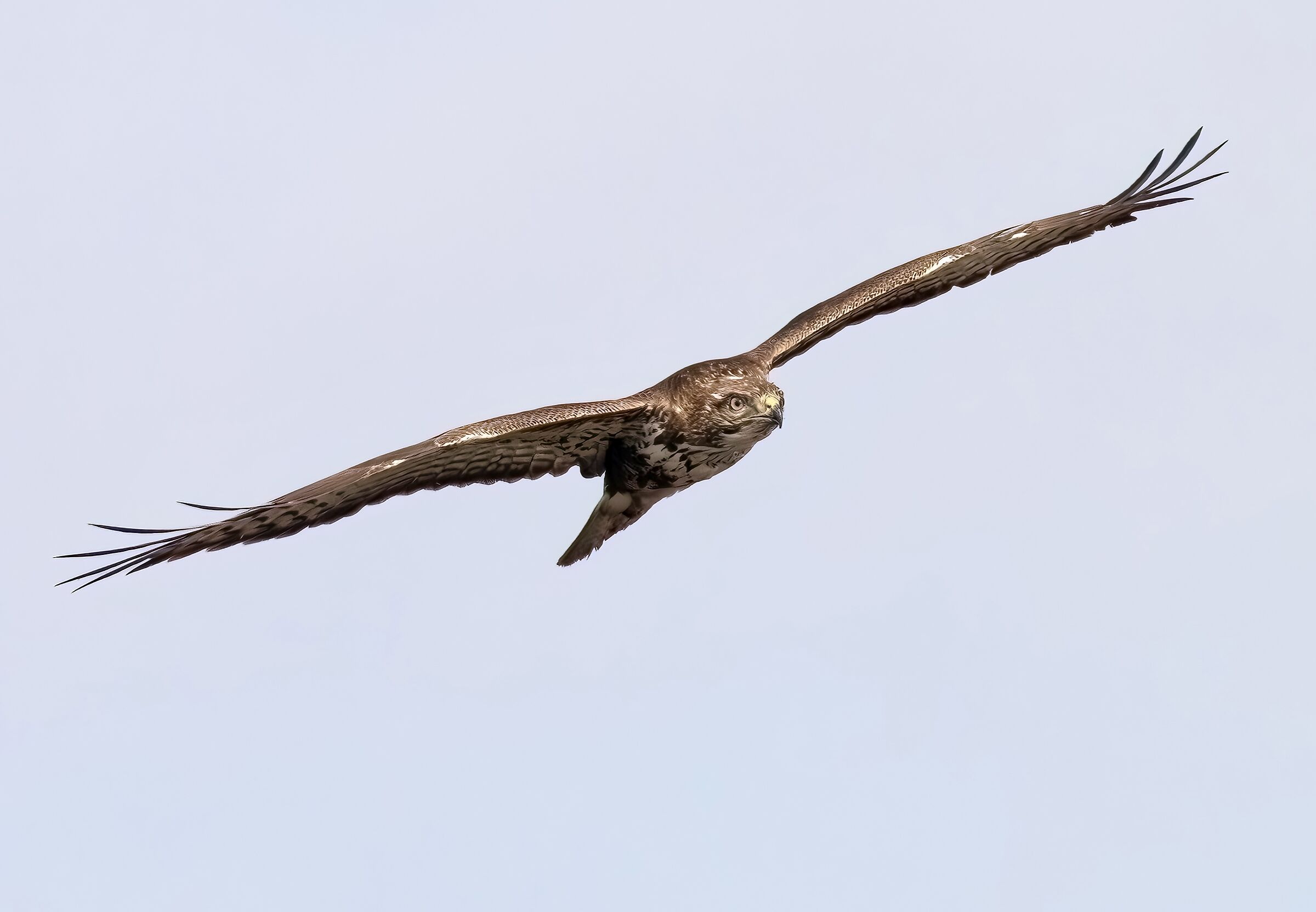 Buzzard