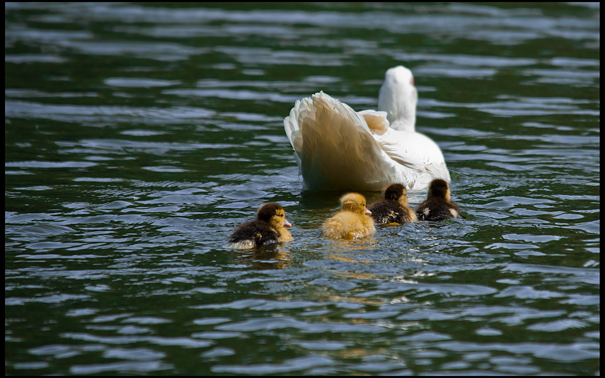 Everyone at school ...