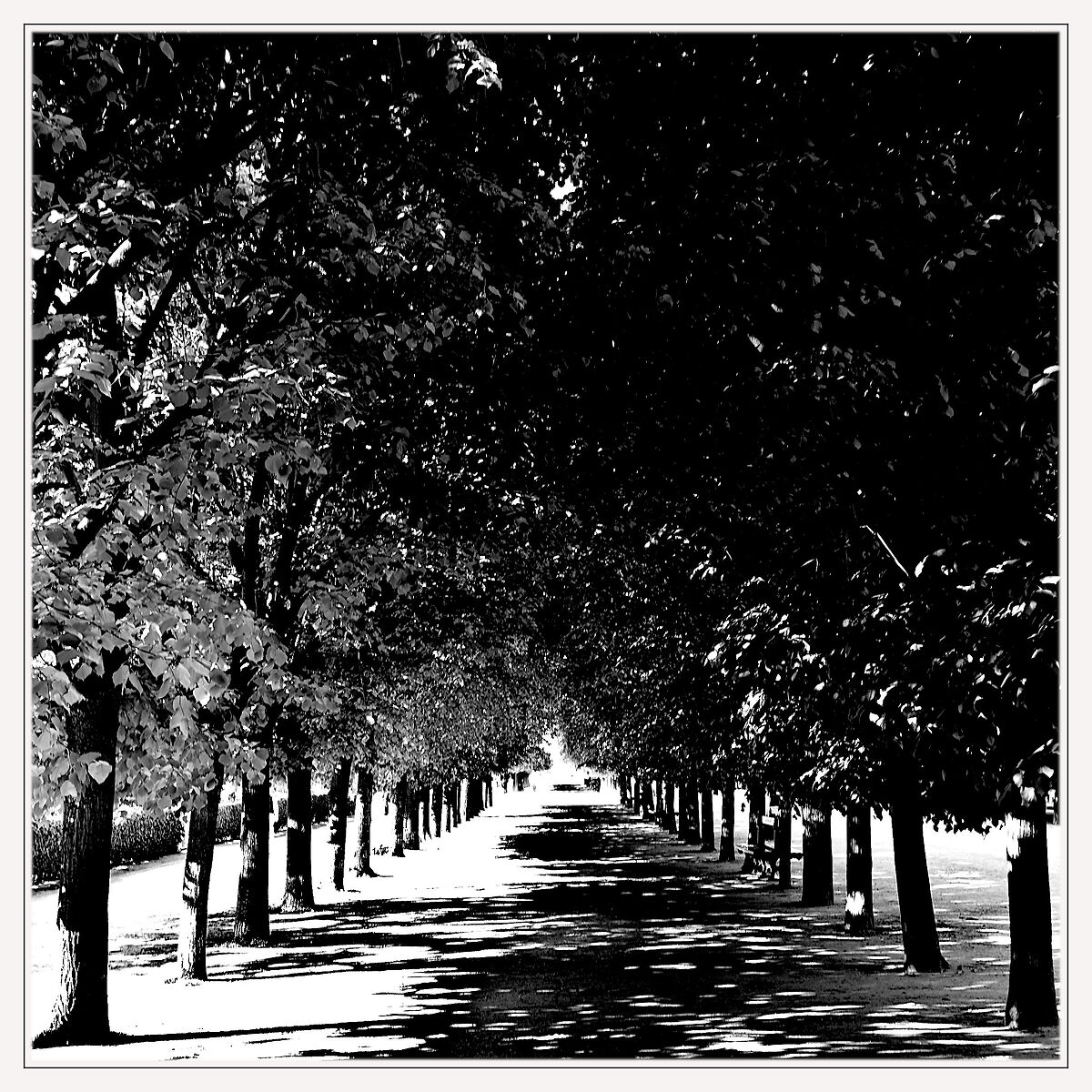 Il viale