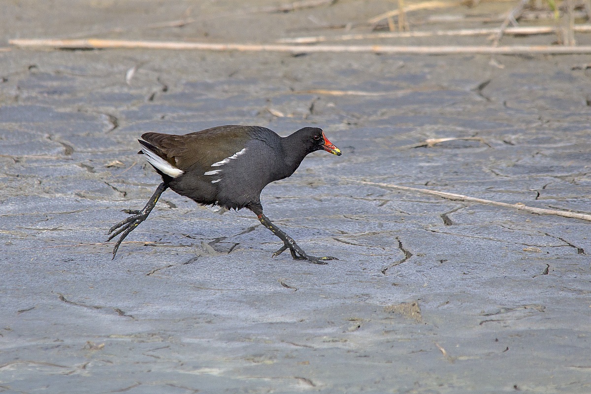 Moorhen with children ..