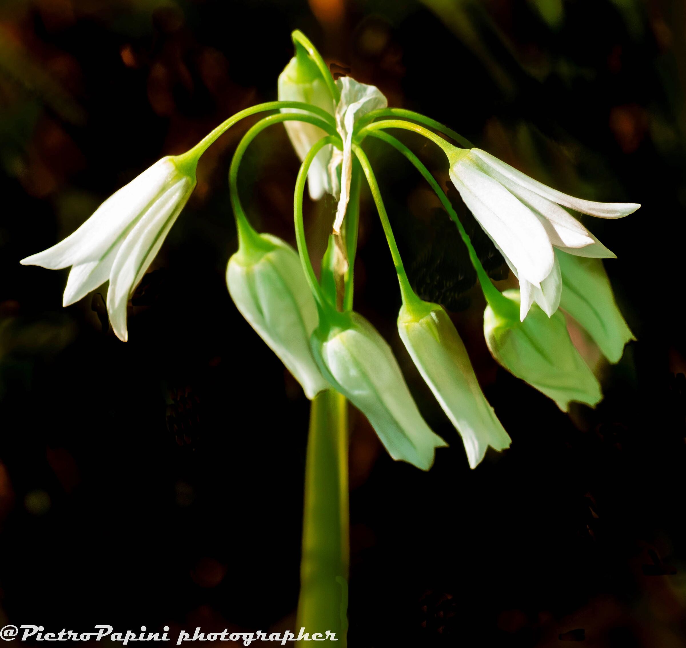 Triquetro garlic