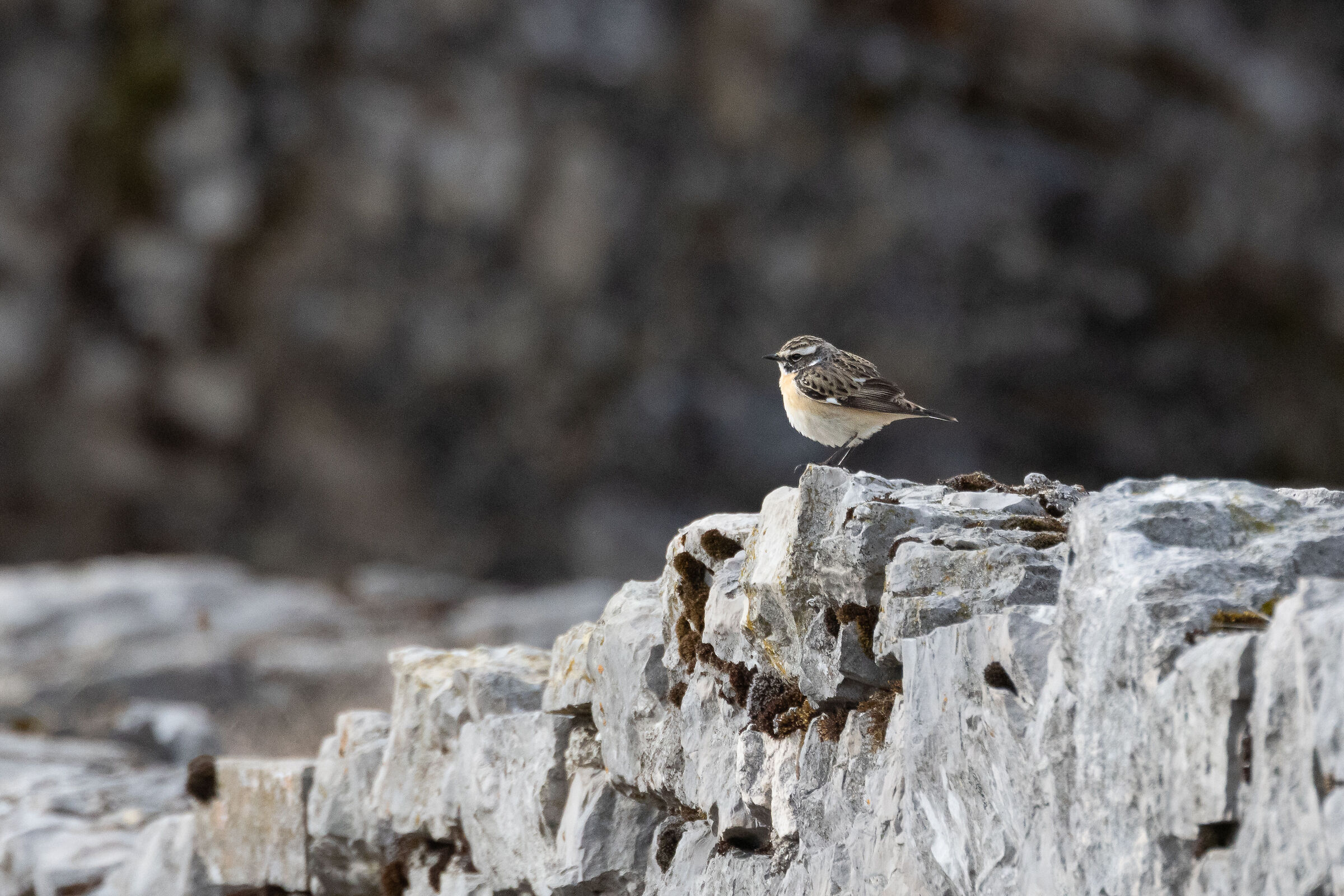 Whinchat