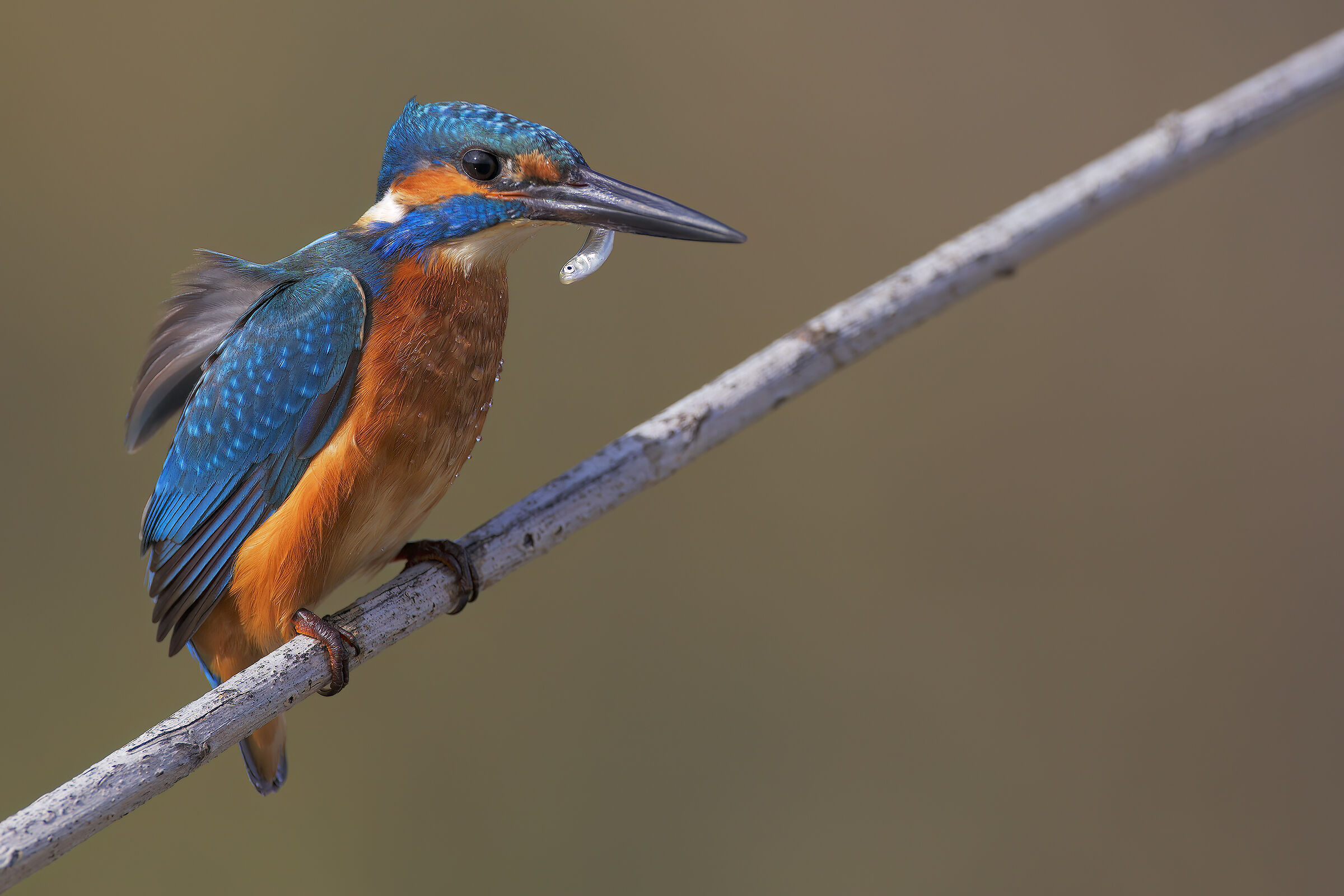 Kingfisher.... disheveled by the wind!!!