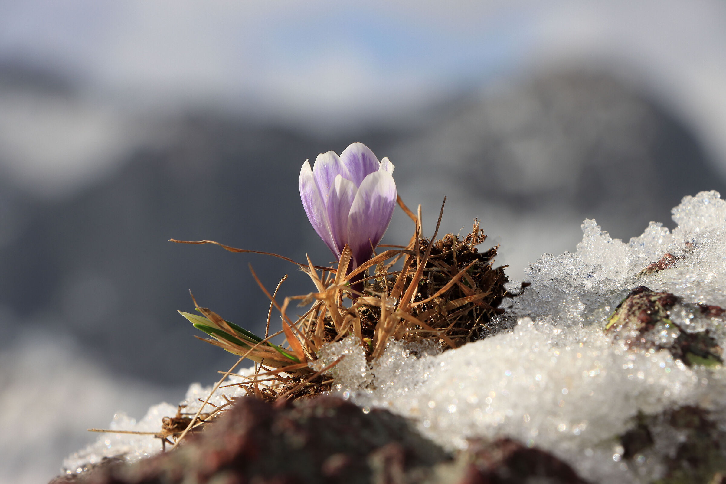 crocus dopo la neve