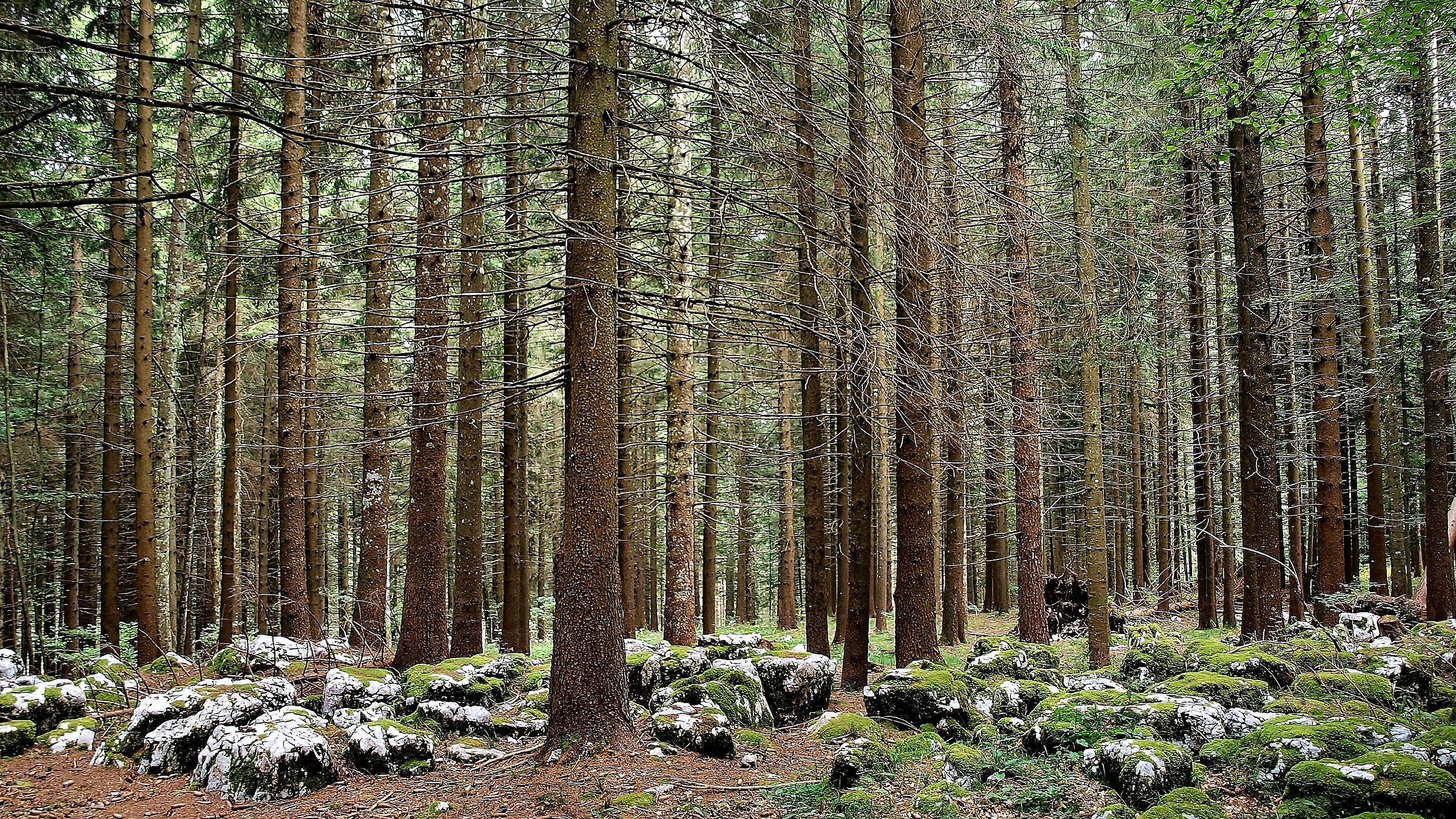 In the woods