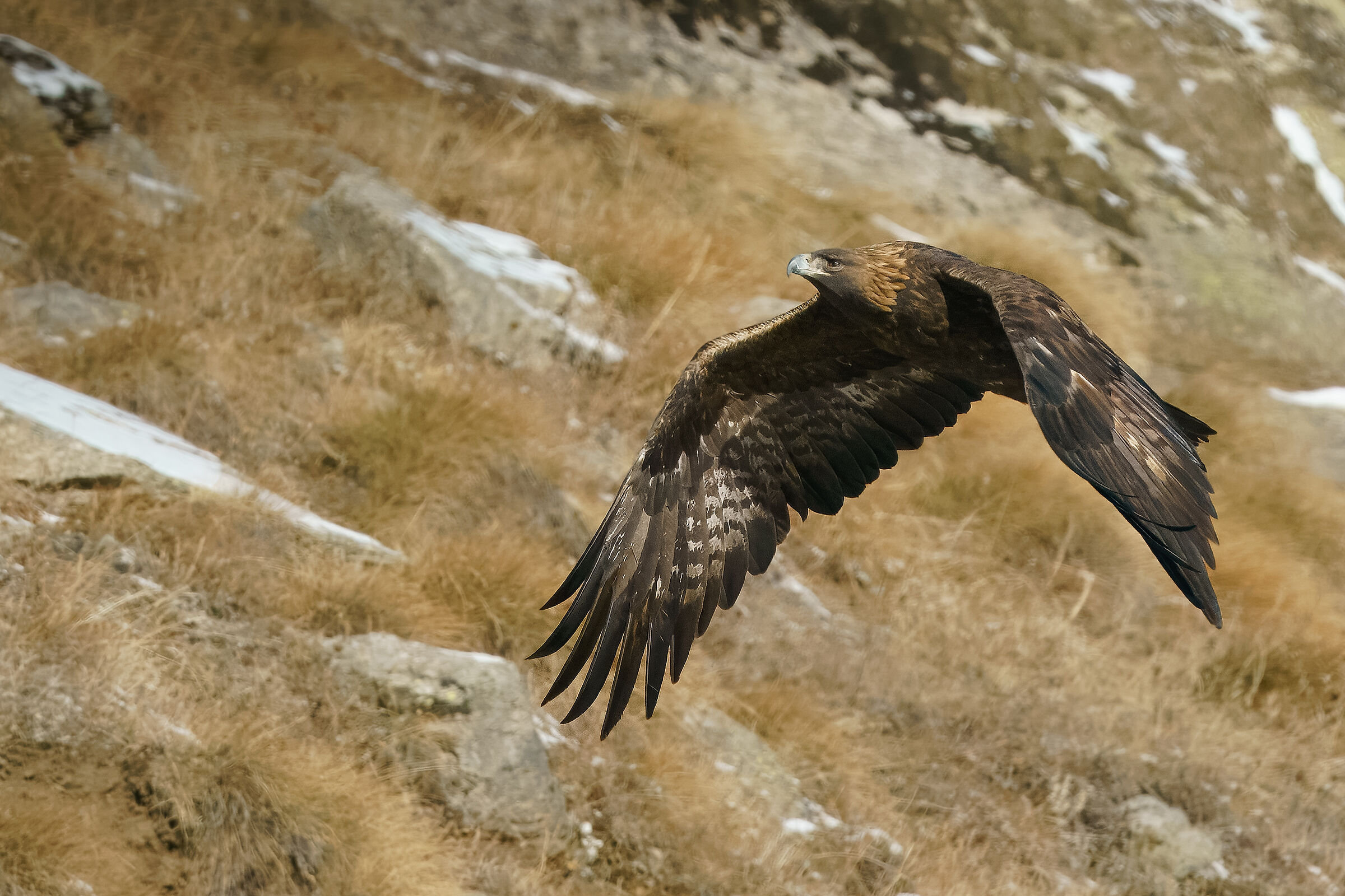 Aquila reale, la regina dei cieli