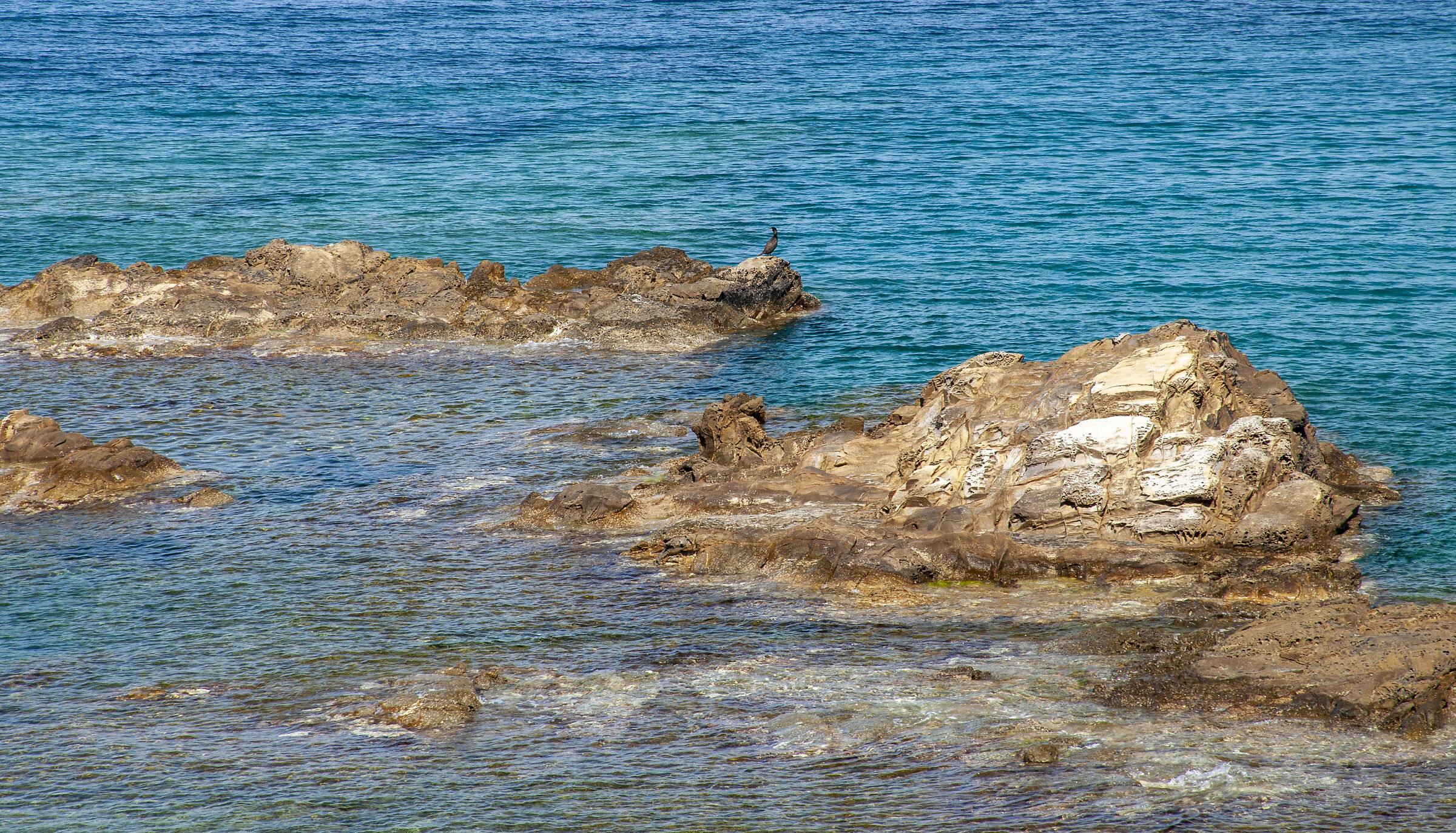 Cormorant on the rock