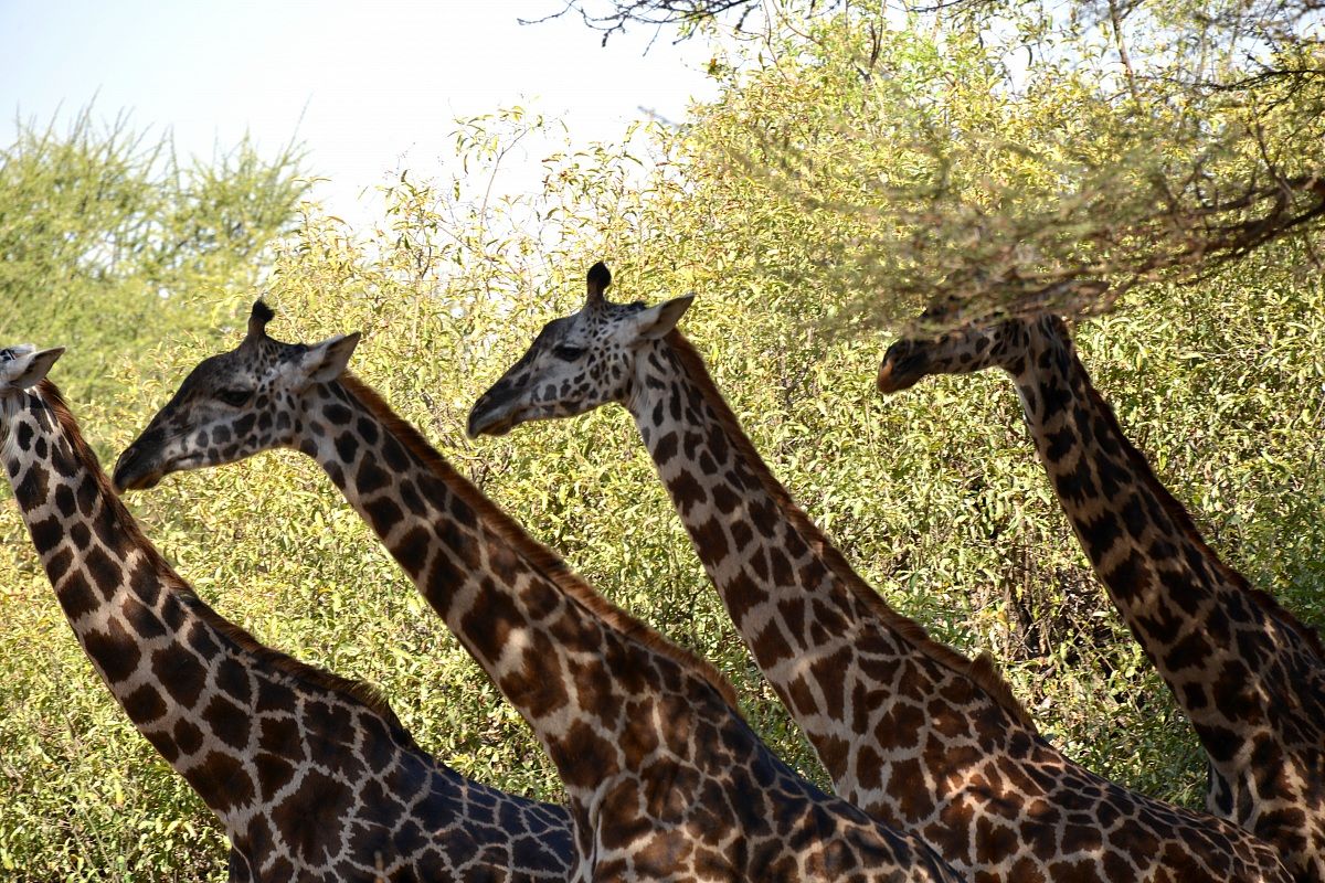 Let us go, we go ... off to work we go ....