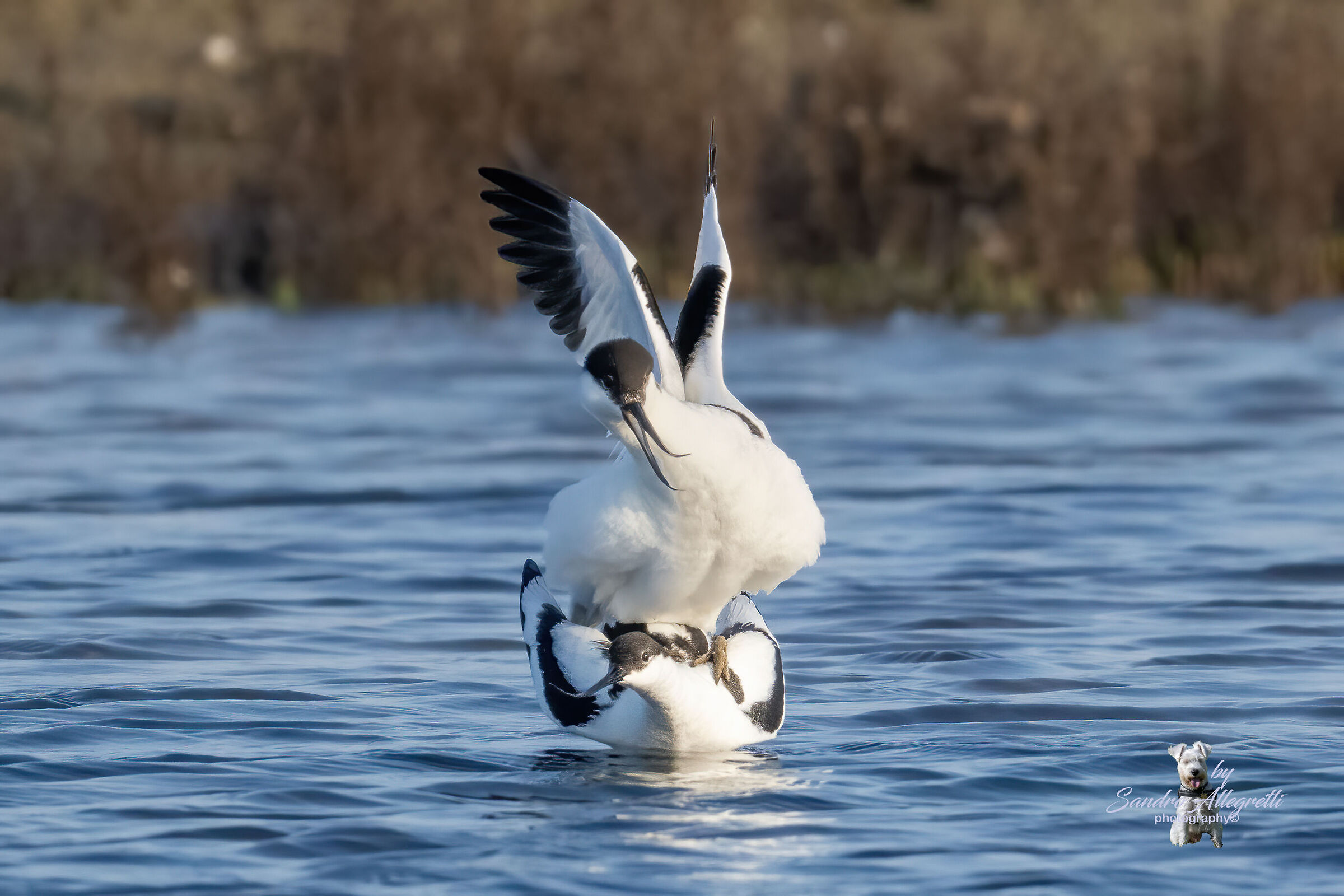 L'avocetta comune (Recurvirostra avosetta)