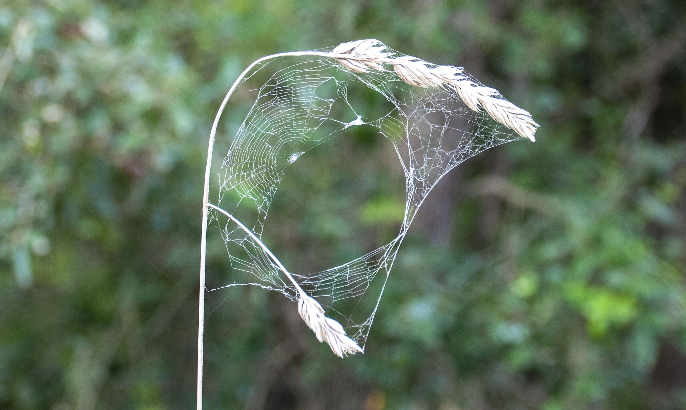 To be repaired dear spider