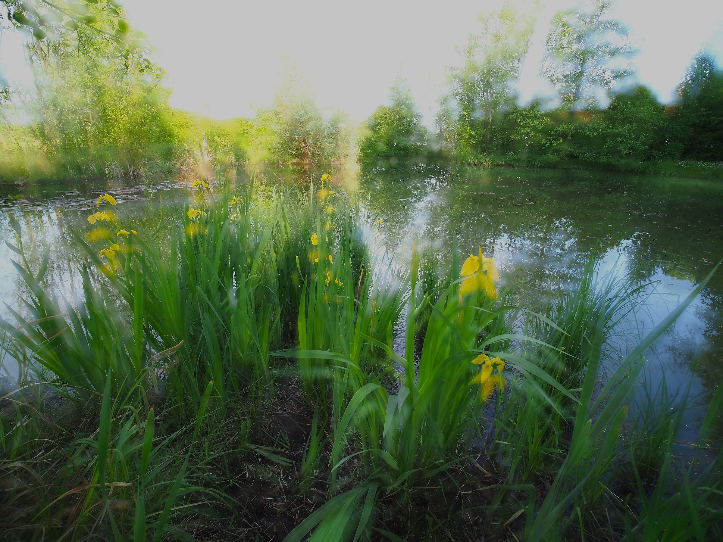Iris di palude