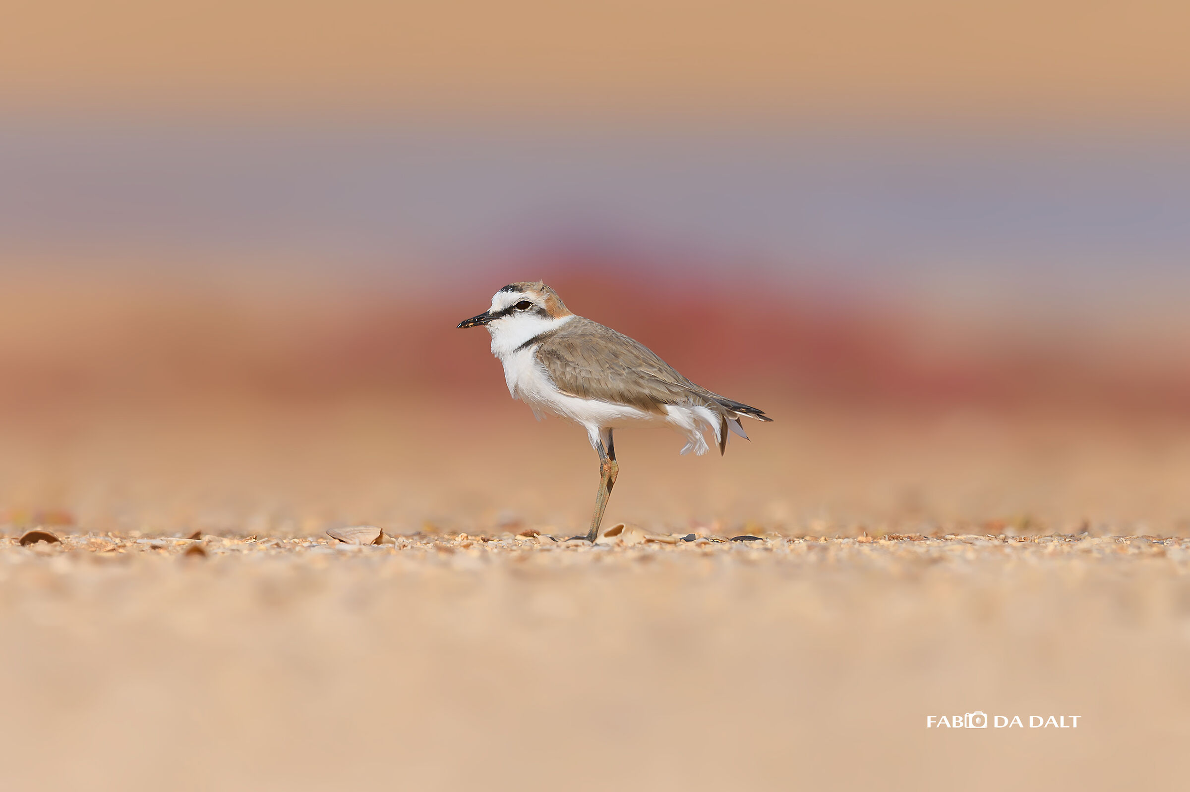 Kentish plover