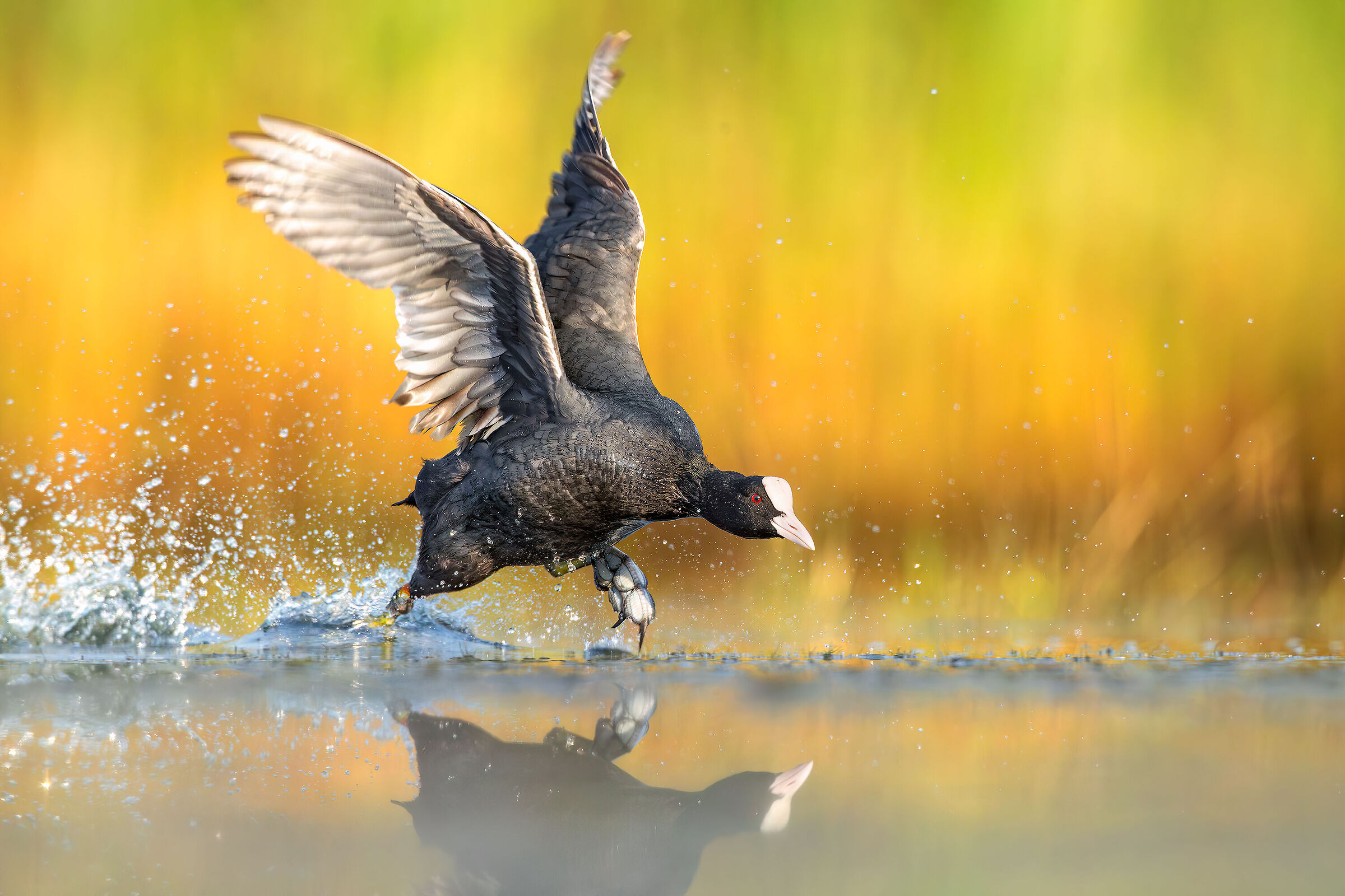 Coot