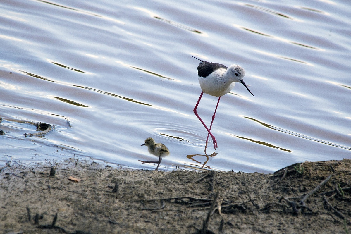 Knight with offspring