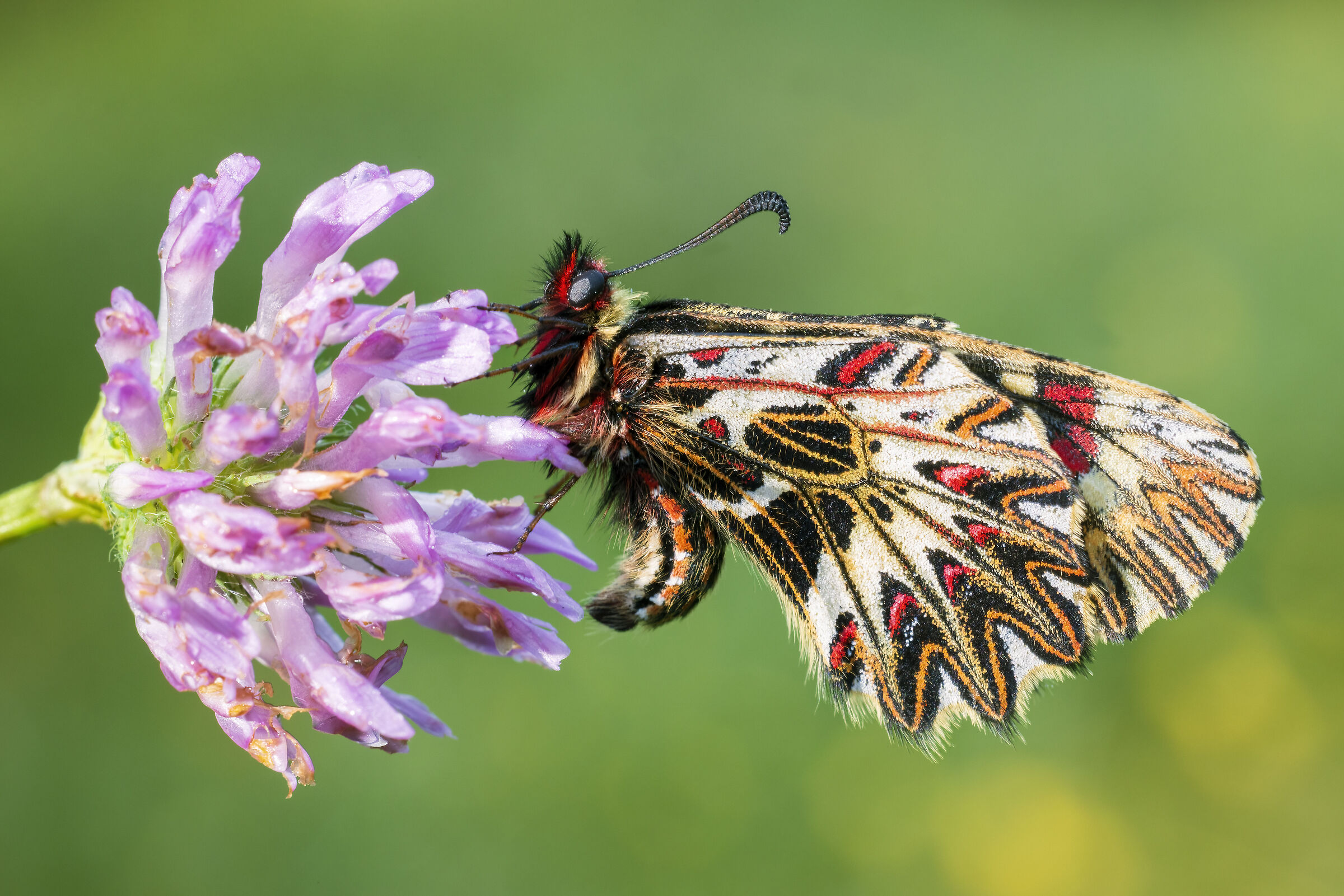 Zerynthia cassandra